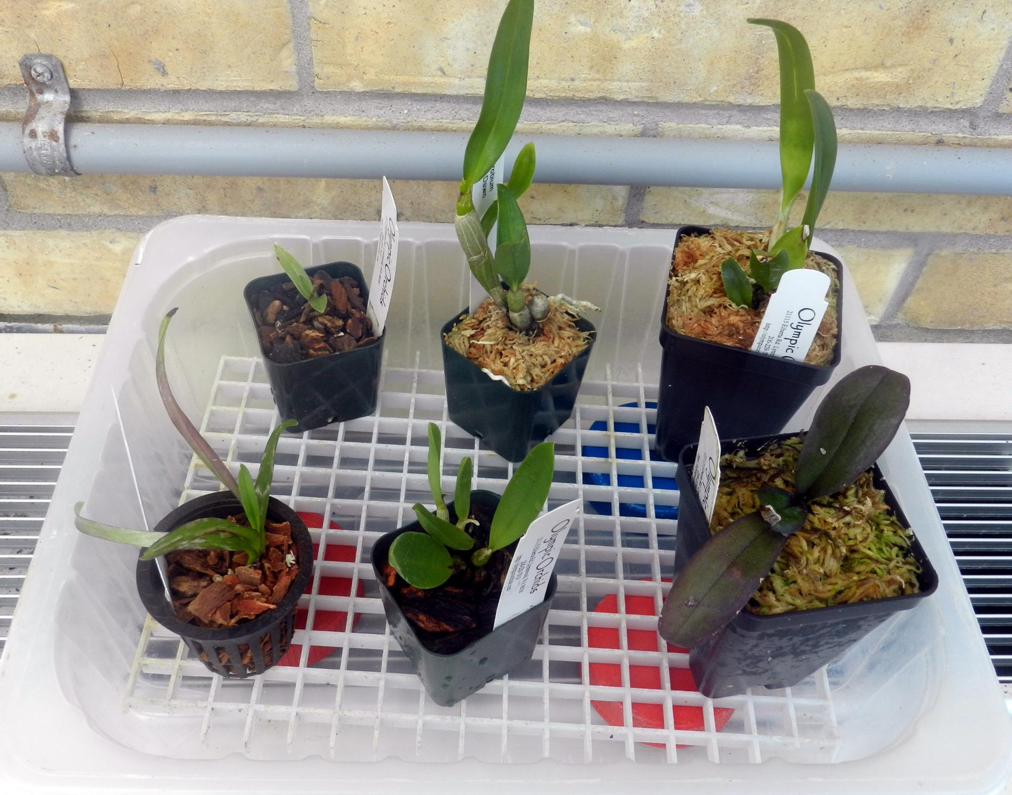 Flowers - Purchased #1