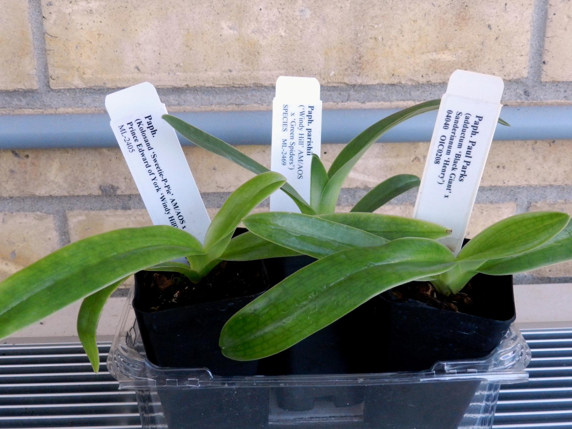 Flowers - Purchased #2