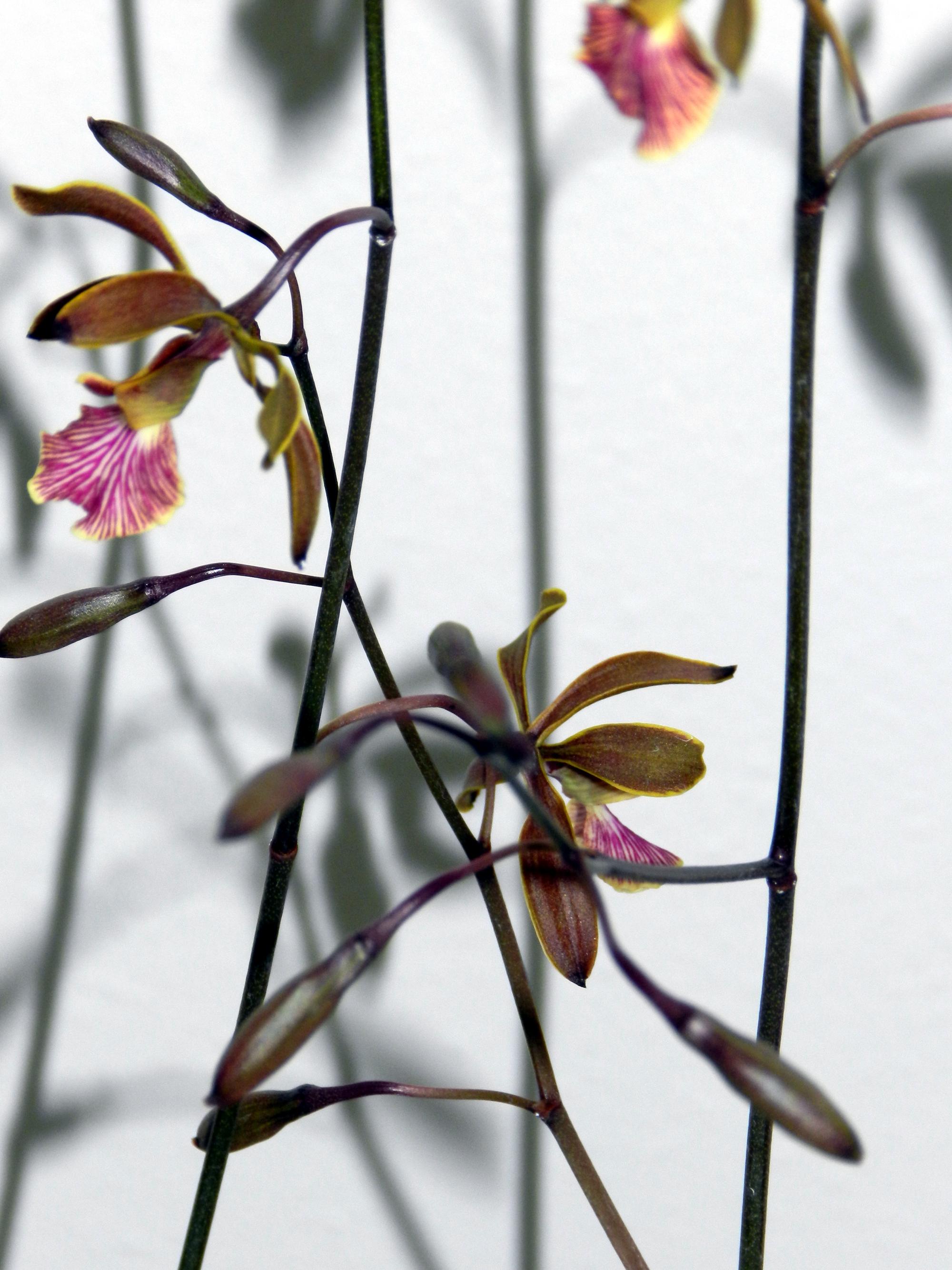 Flowers - Flowers #1