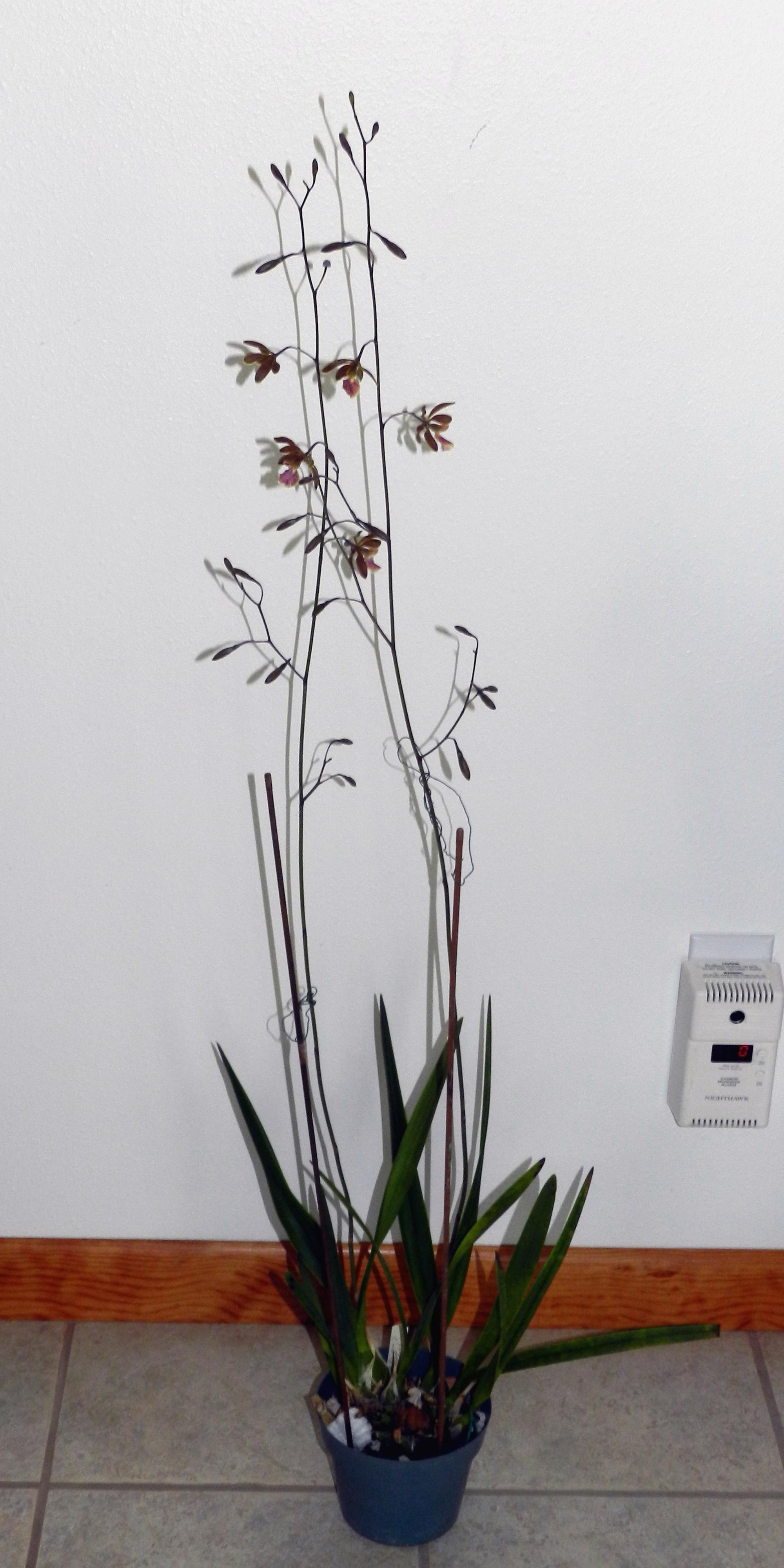 Flowers - Flowers #2