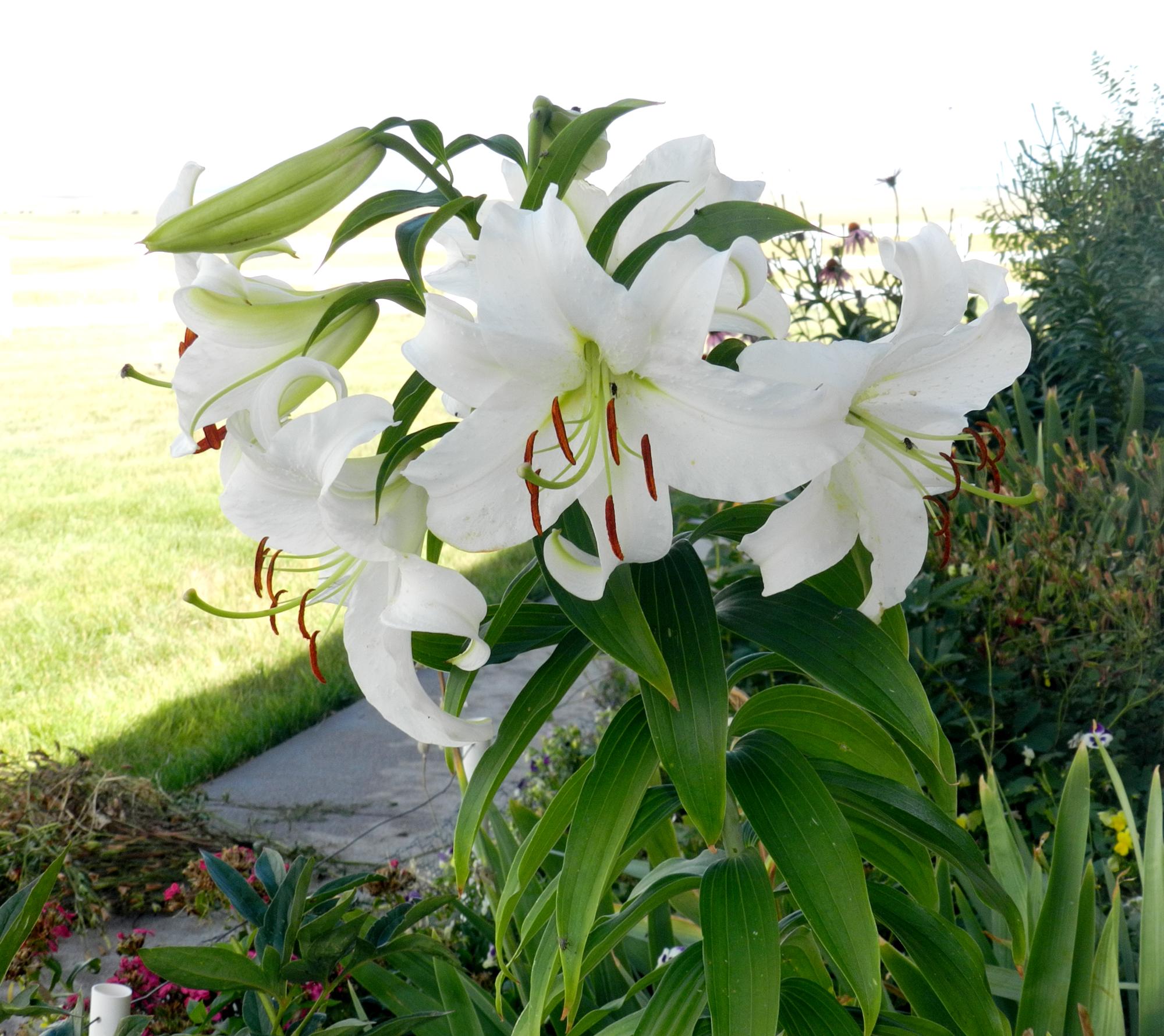 Flowers - Flowers #1