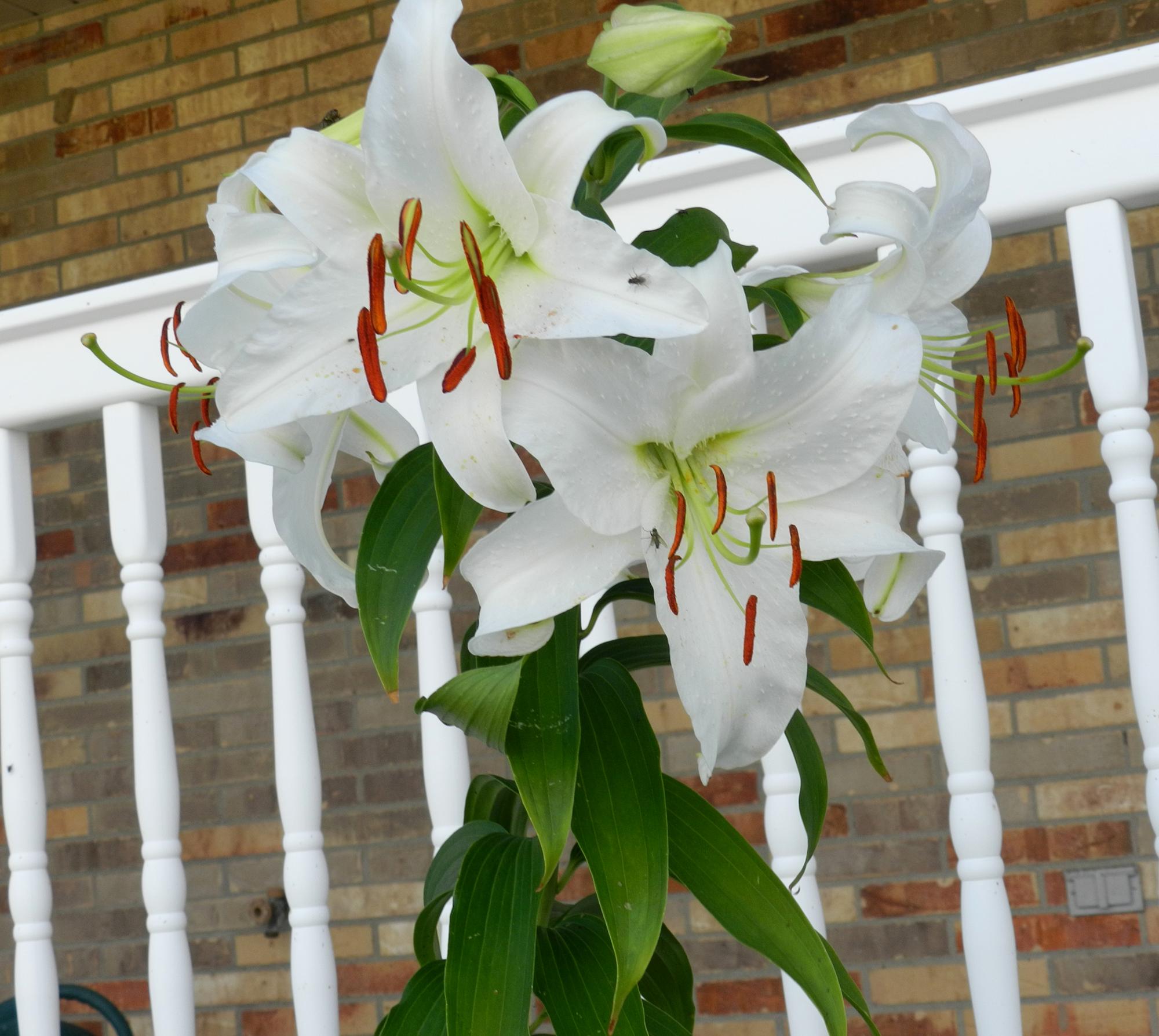 Flowers - Flowers #2