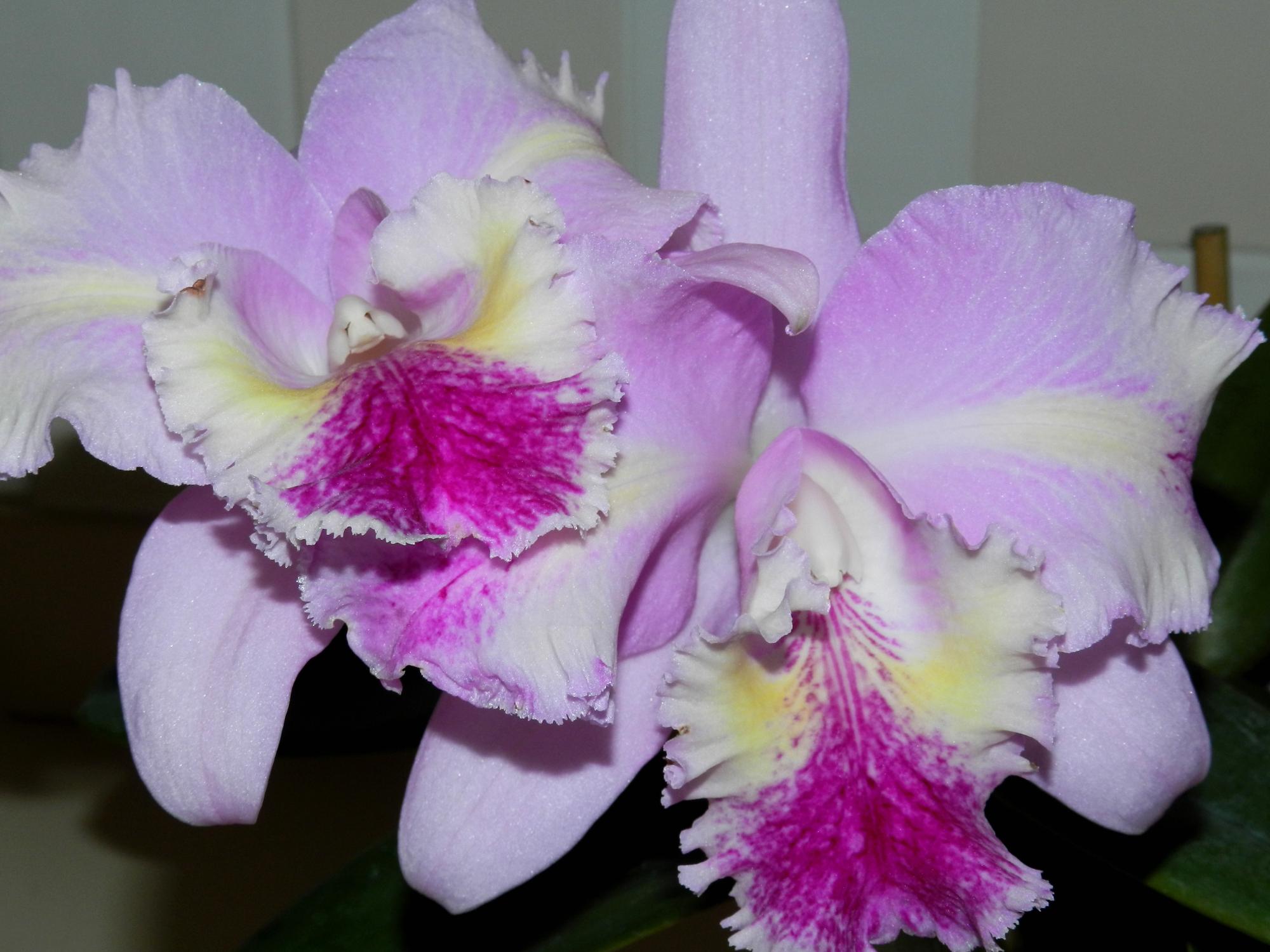 Flowers - Orchids