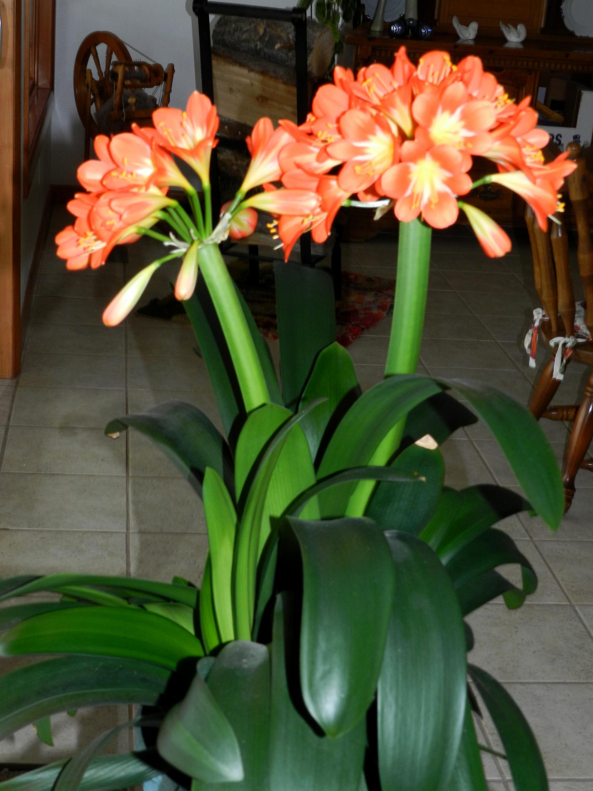 Flowers - Flowers #2