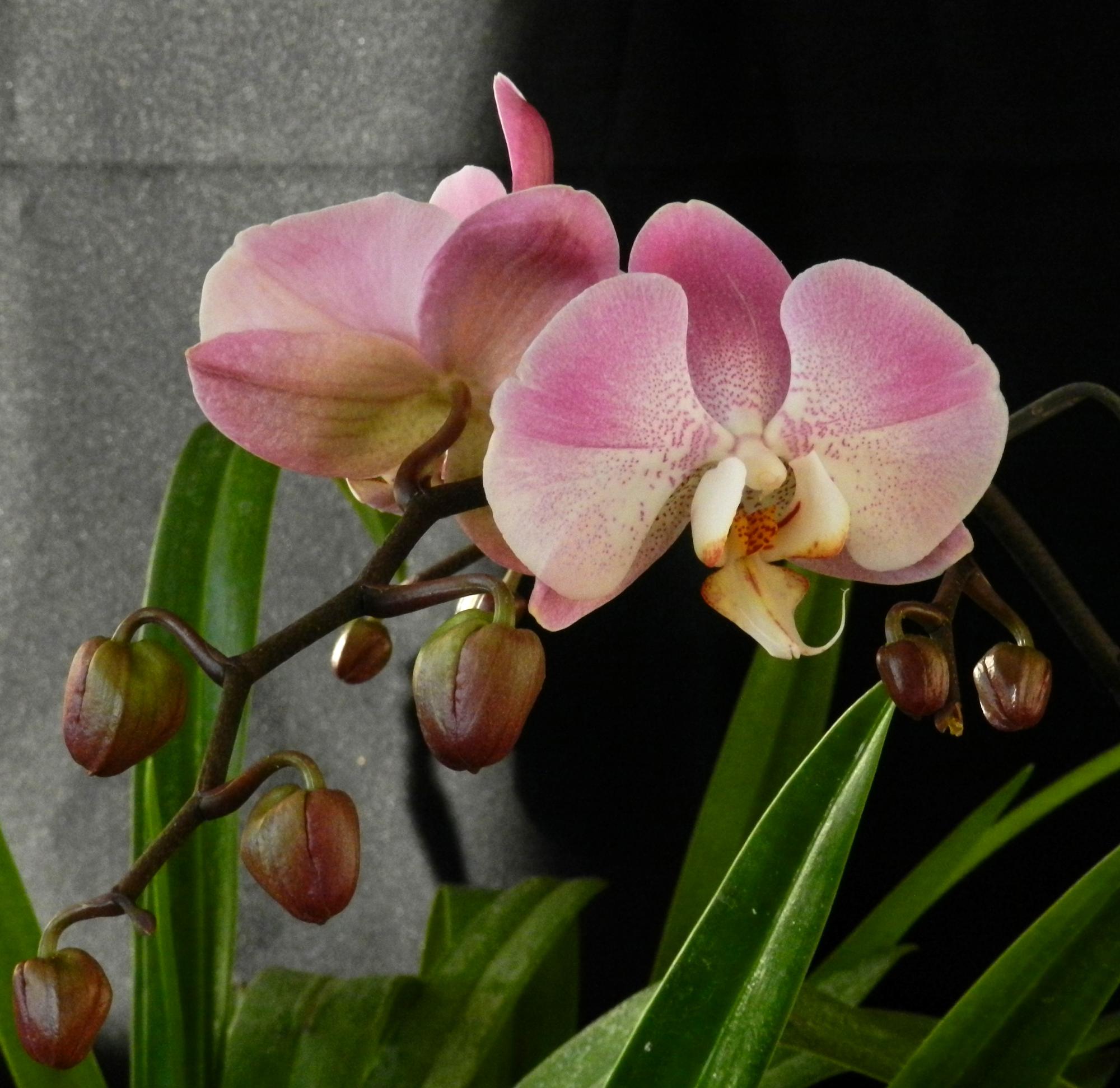 Flowers - Orchids