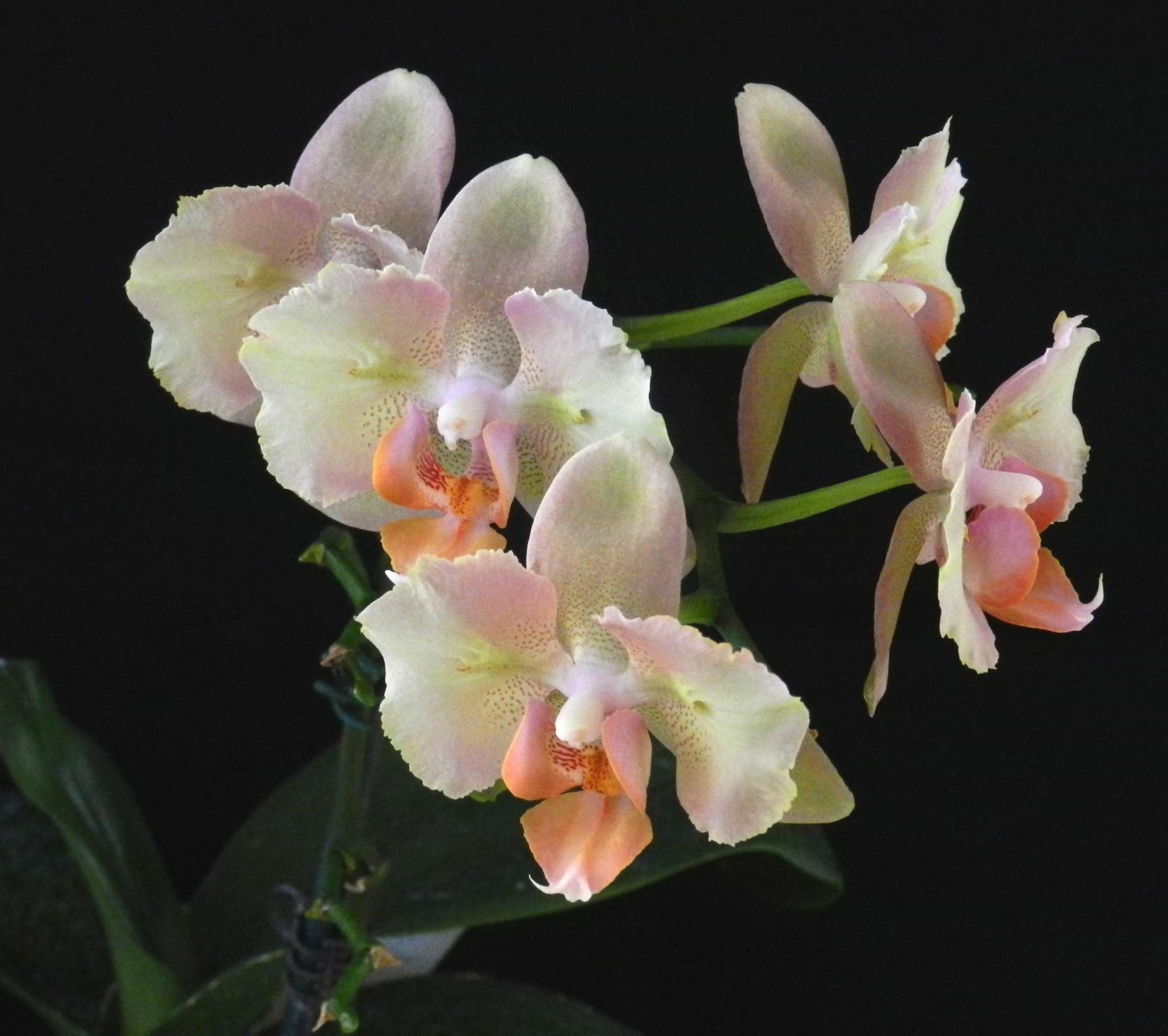 Flowers - Orchids