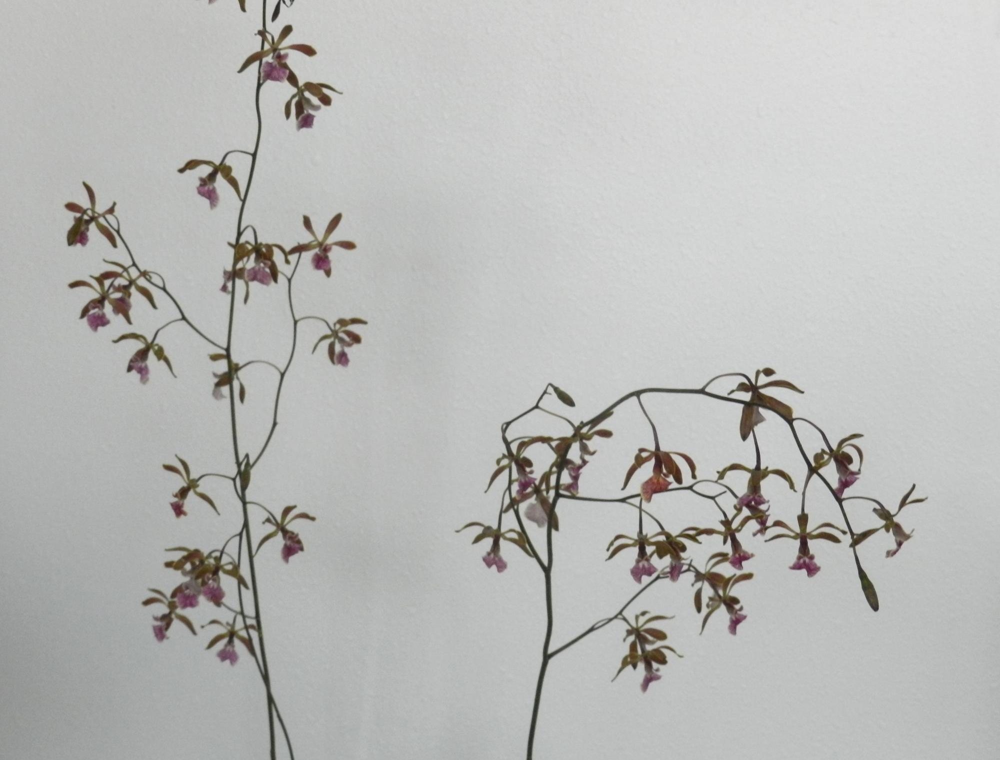 Flowers - Flowers #1