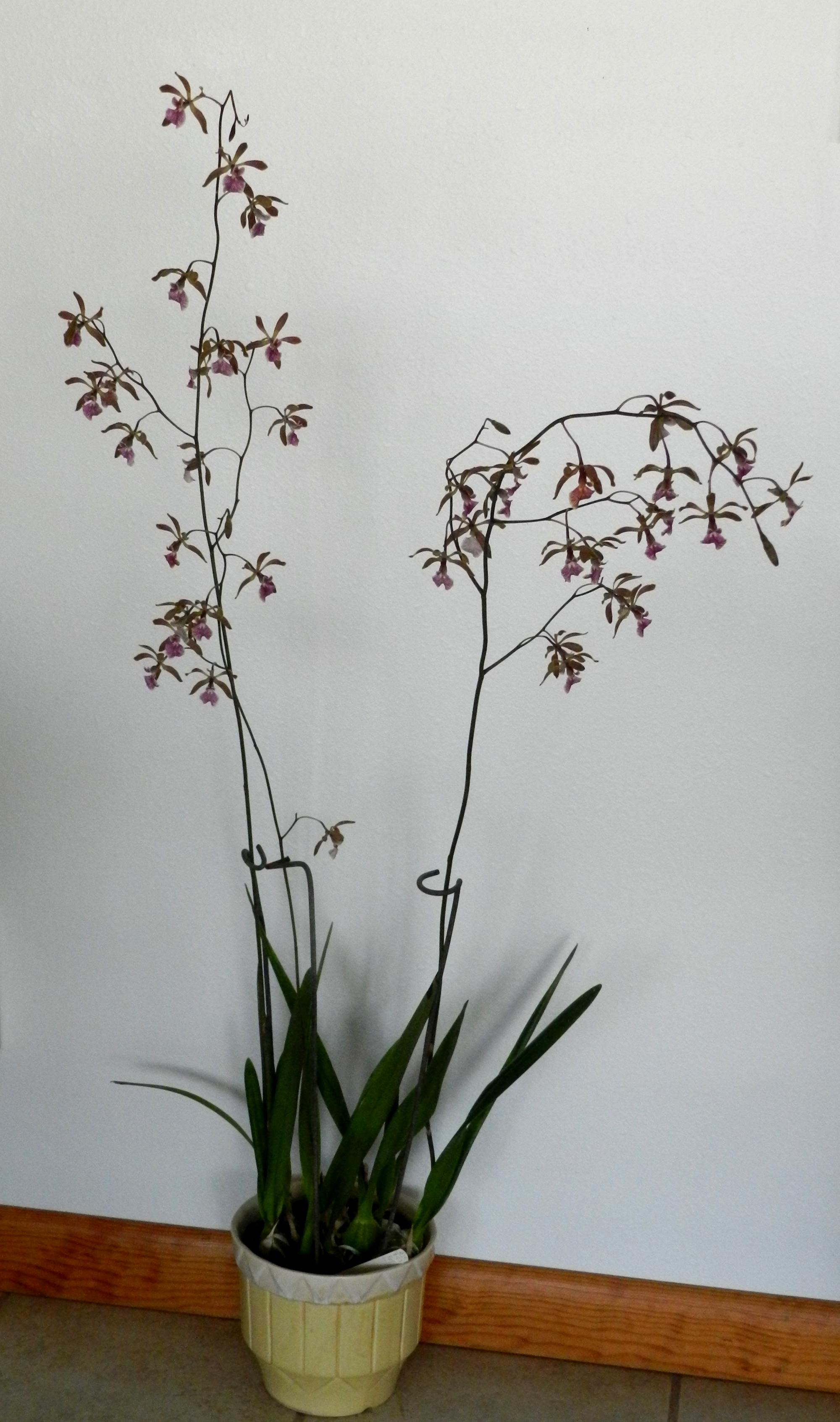 Flowers - Flowers #2