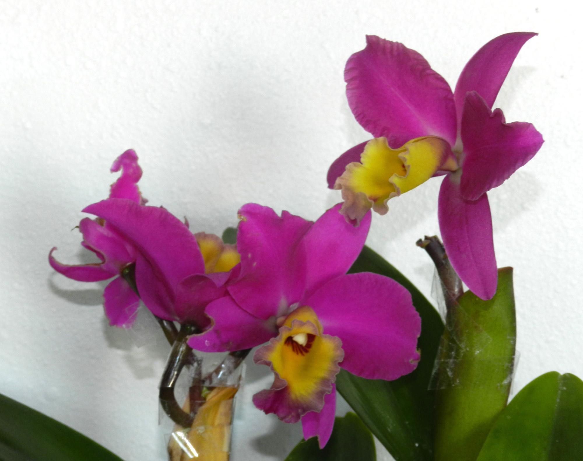 Flowers - Orchids