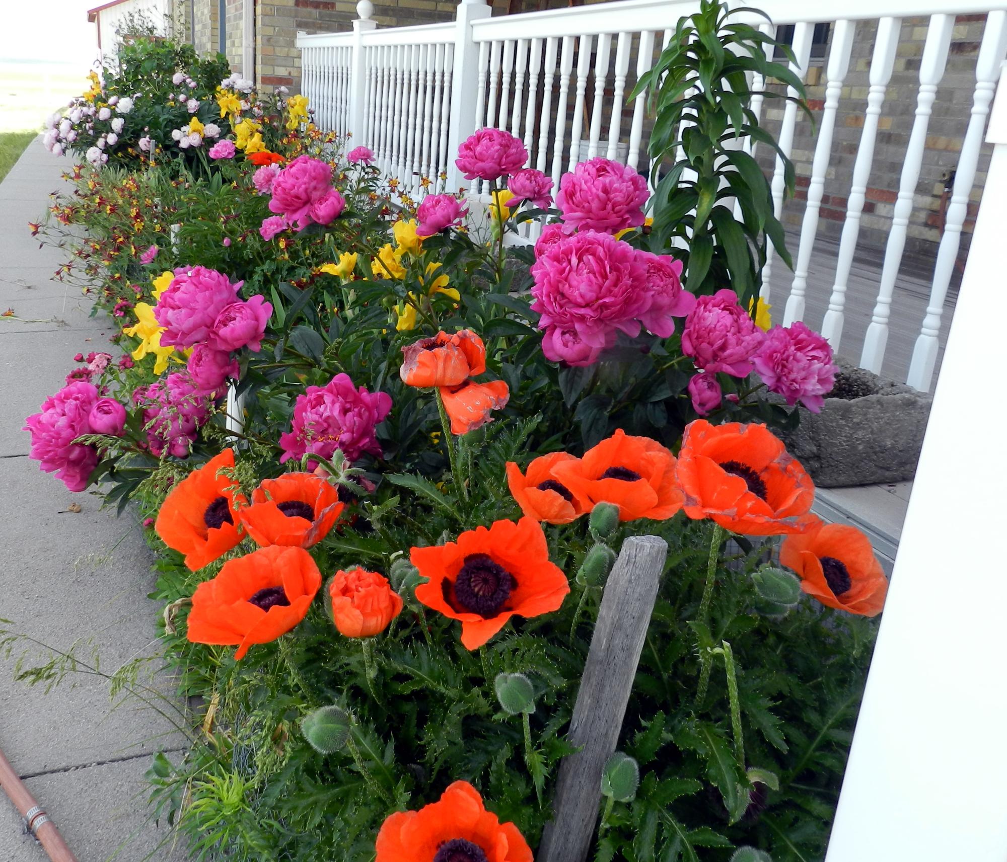 Flowers - Flowerbed #1