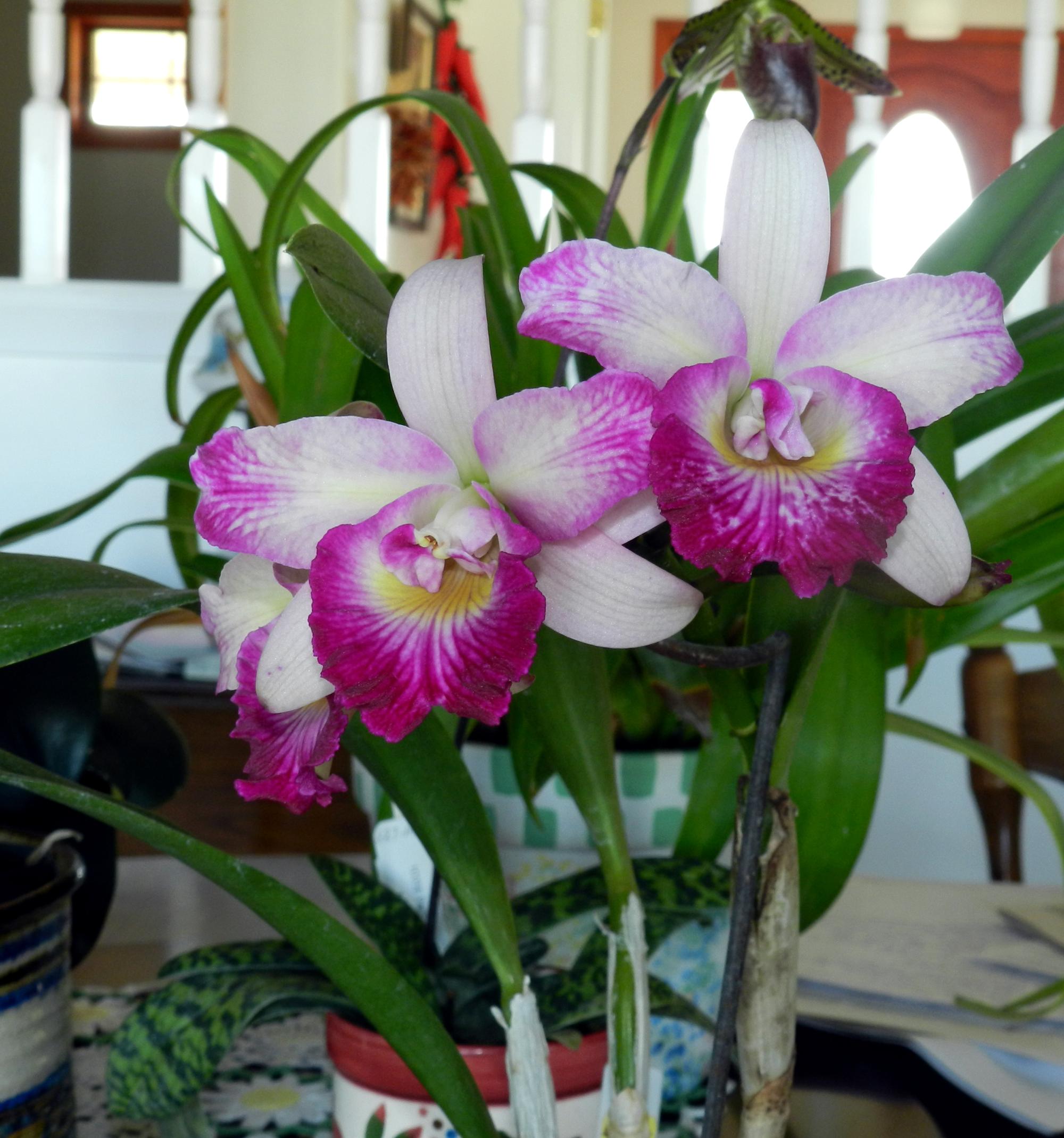 Flowers - Orchids #1