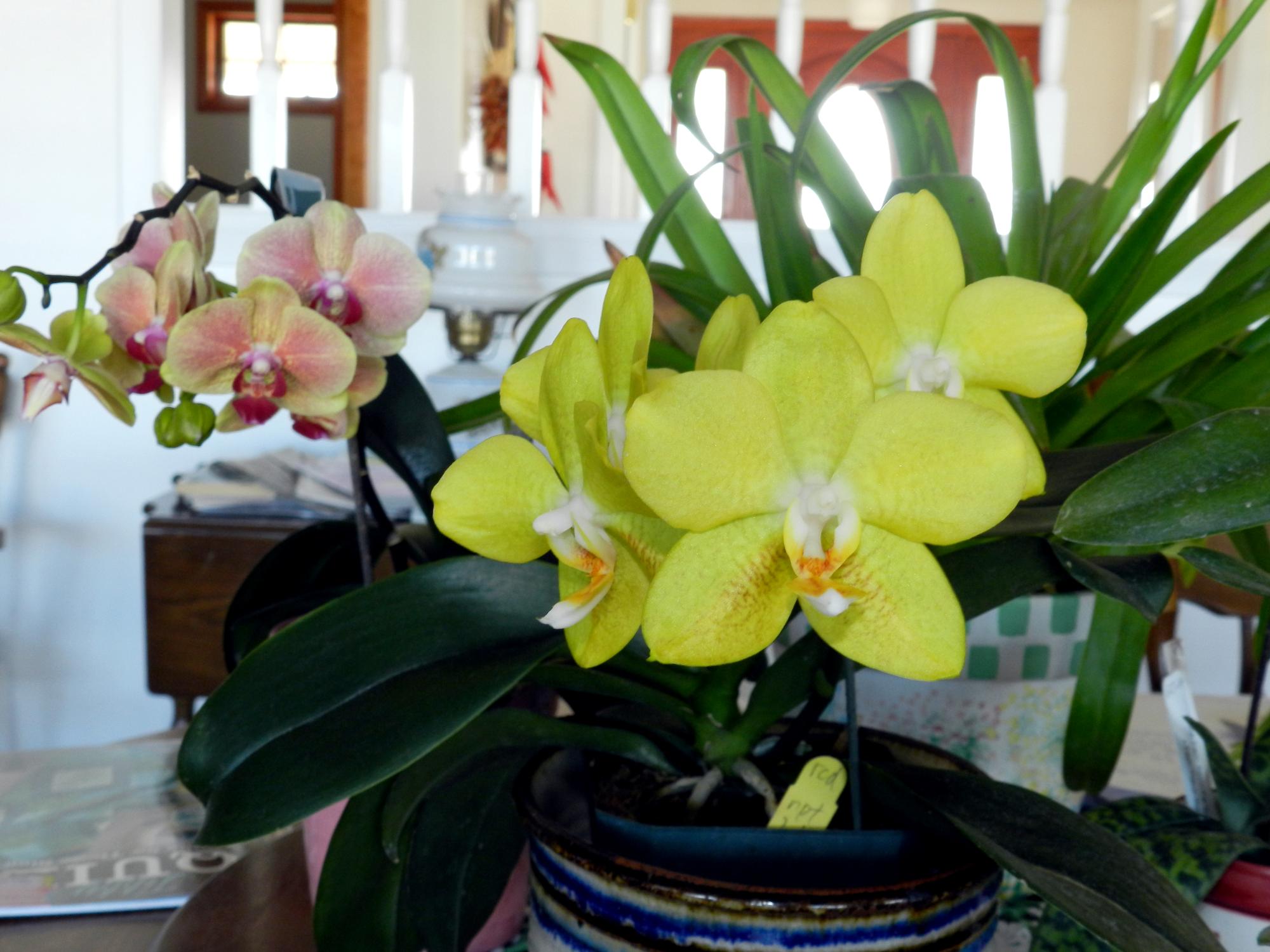 Flowers - Orchids #2