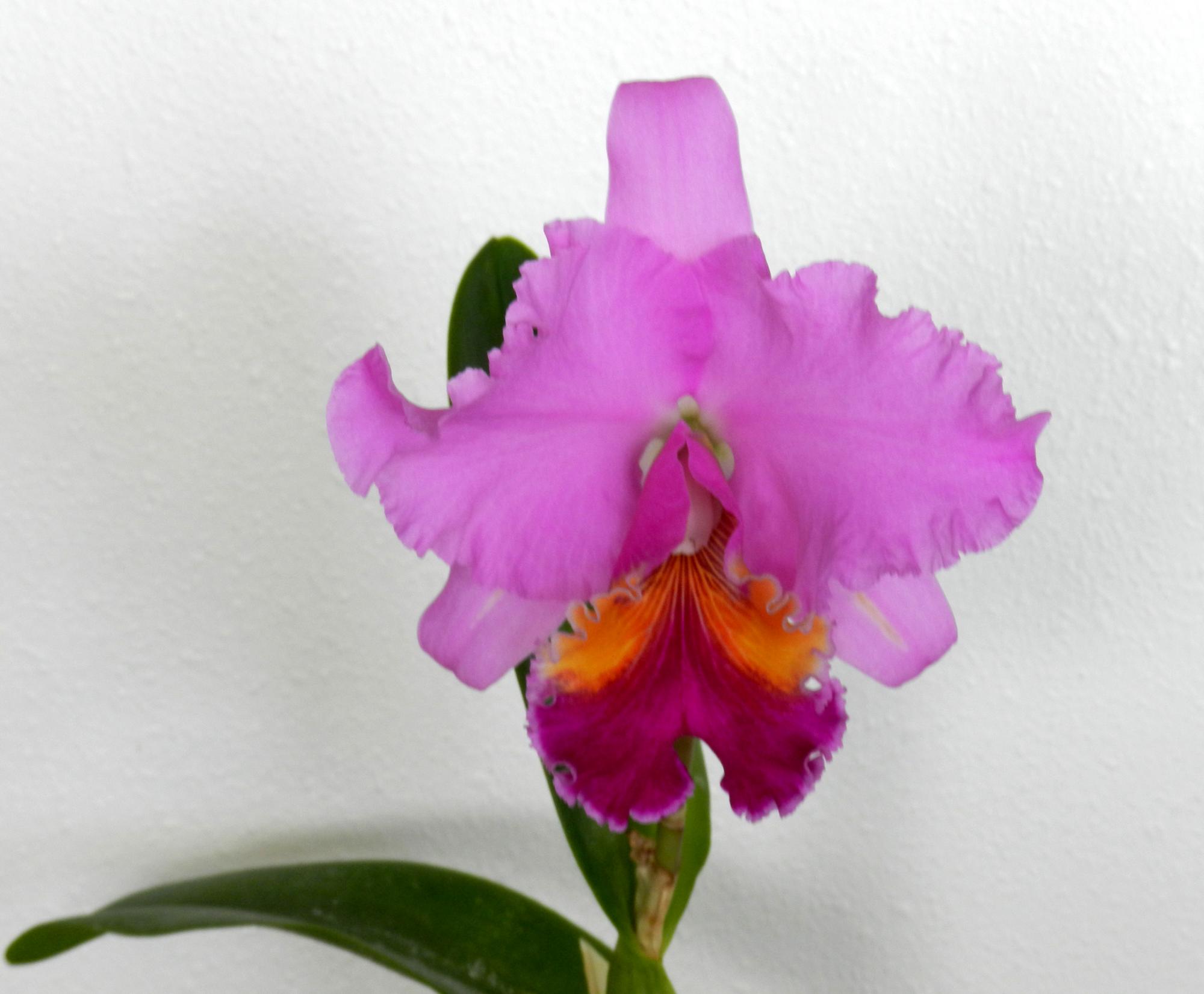 Flowers - Orchid