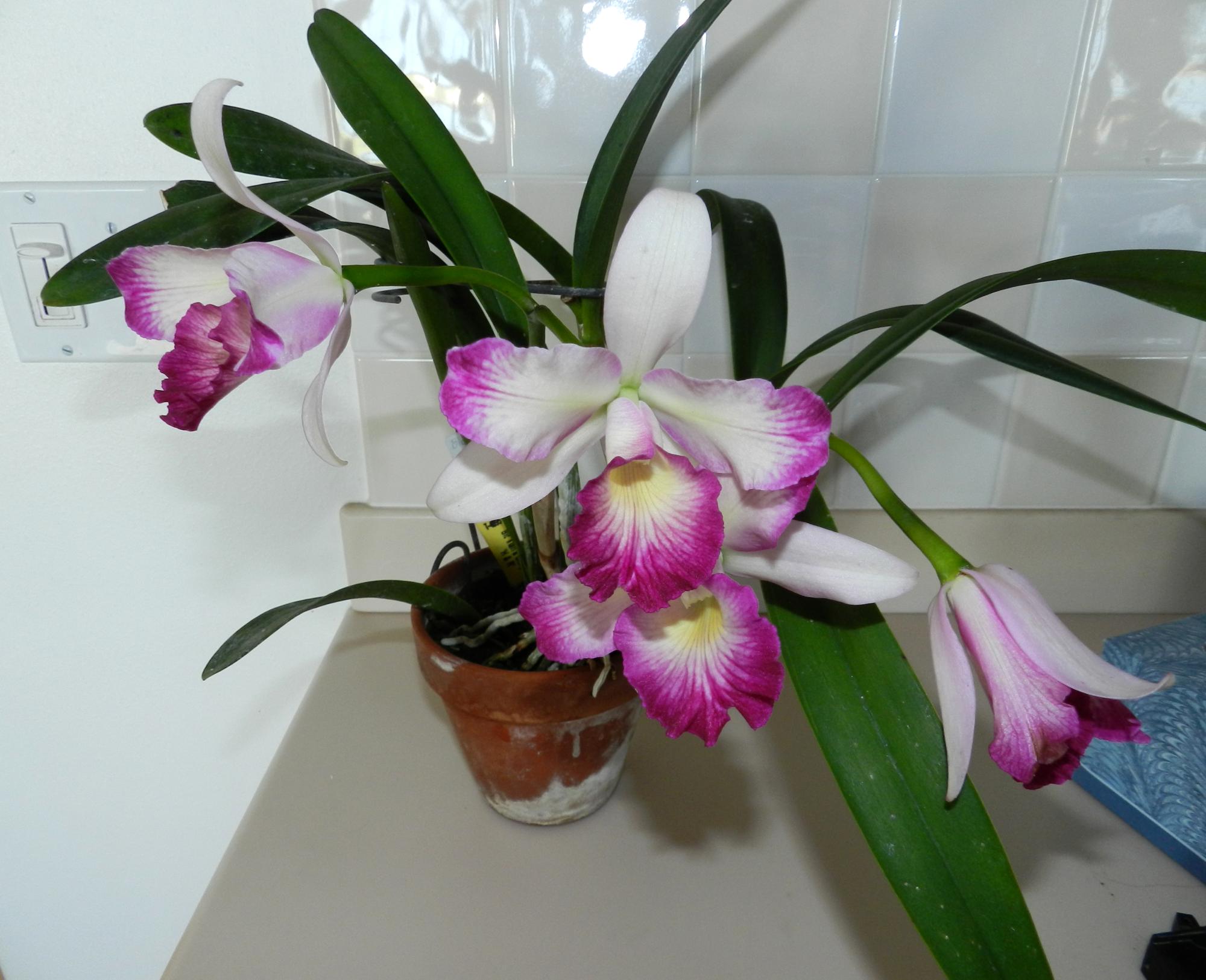 Flowers - Orchids