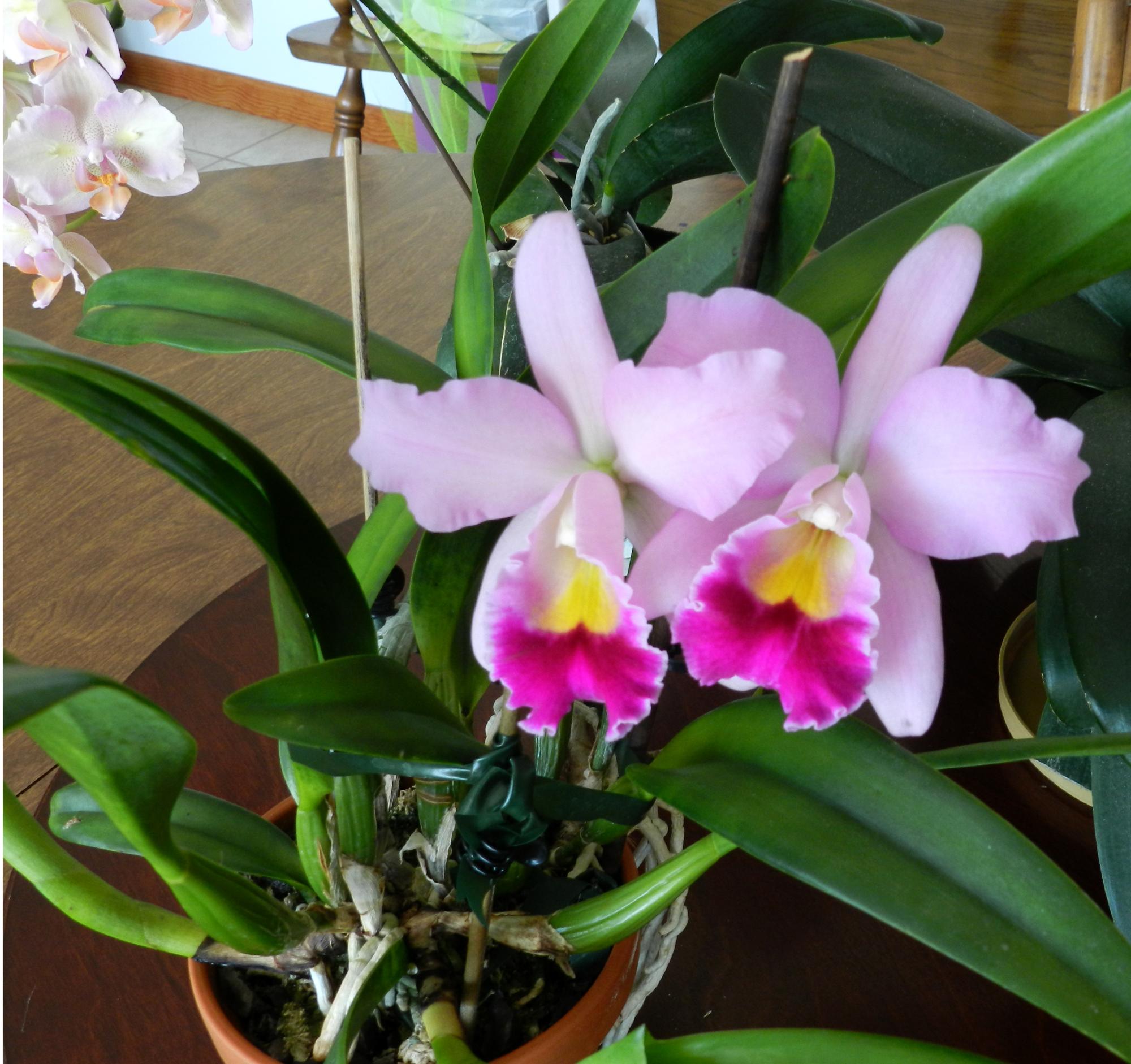 Flowers - Orchids #1