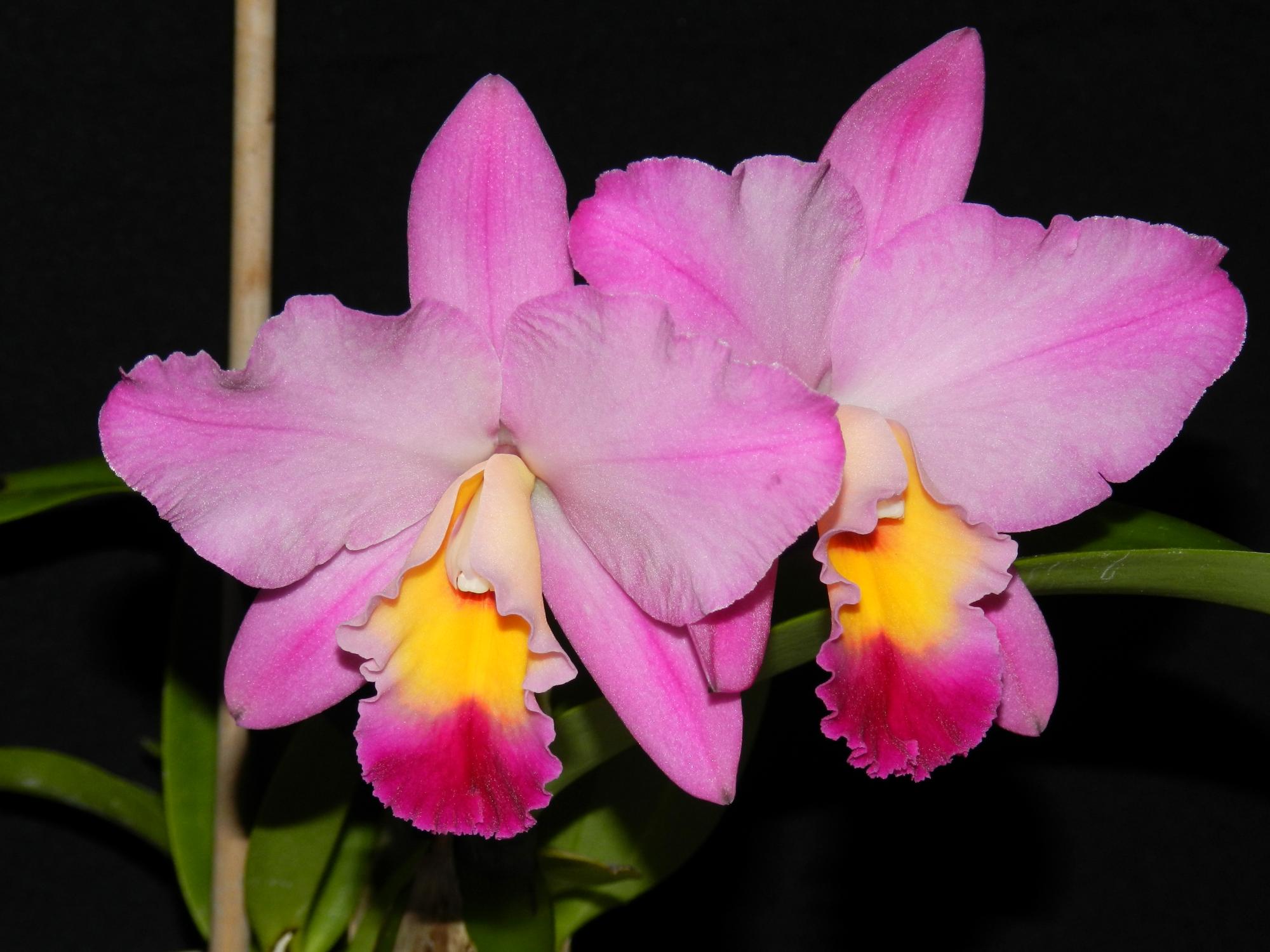 Flowers - Orchids