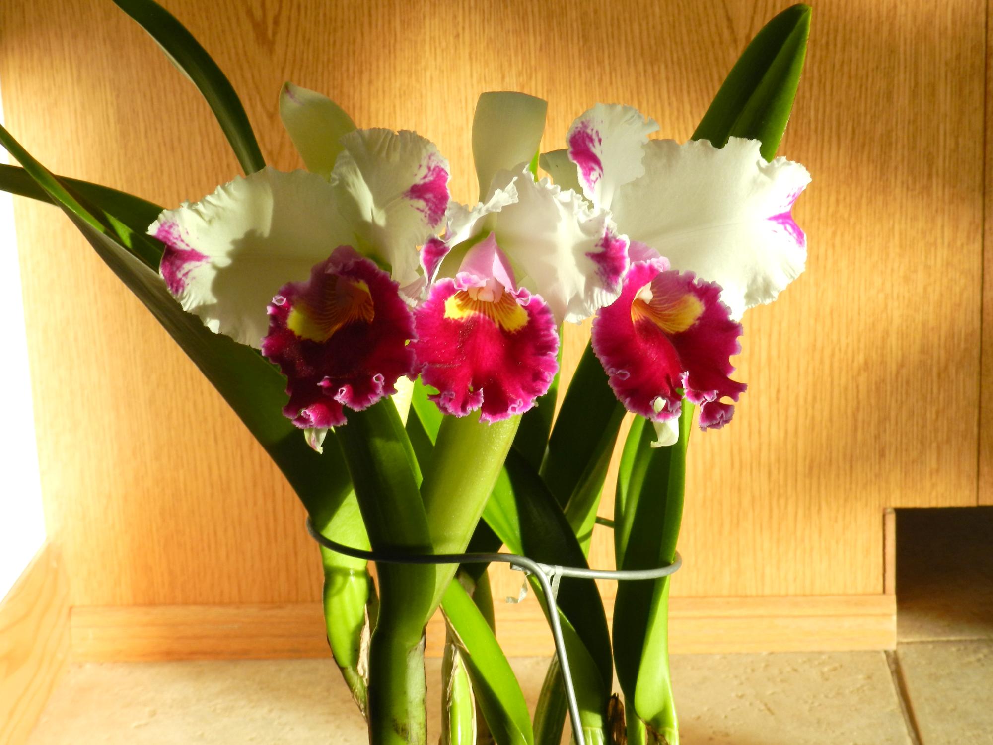 Flowers - Orchids #1
