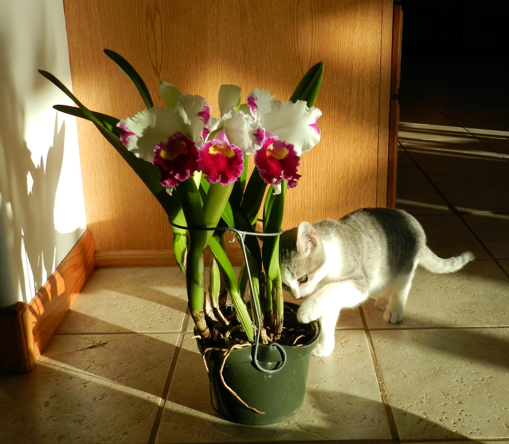 Flowers - Orchids #2