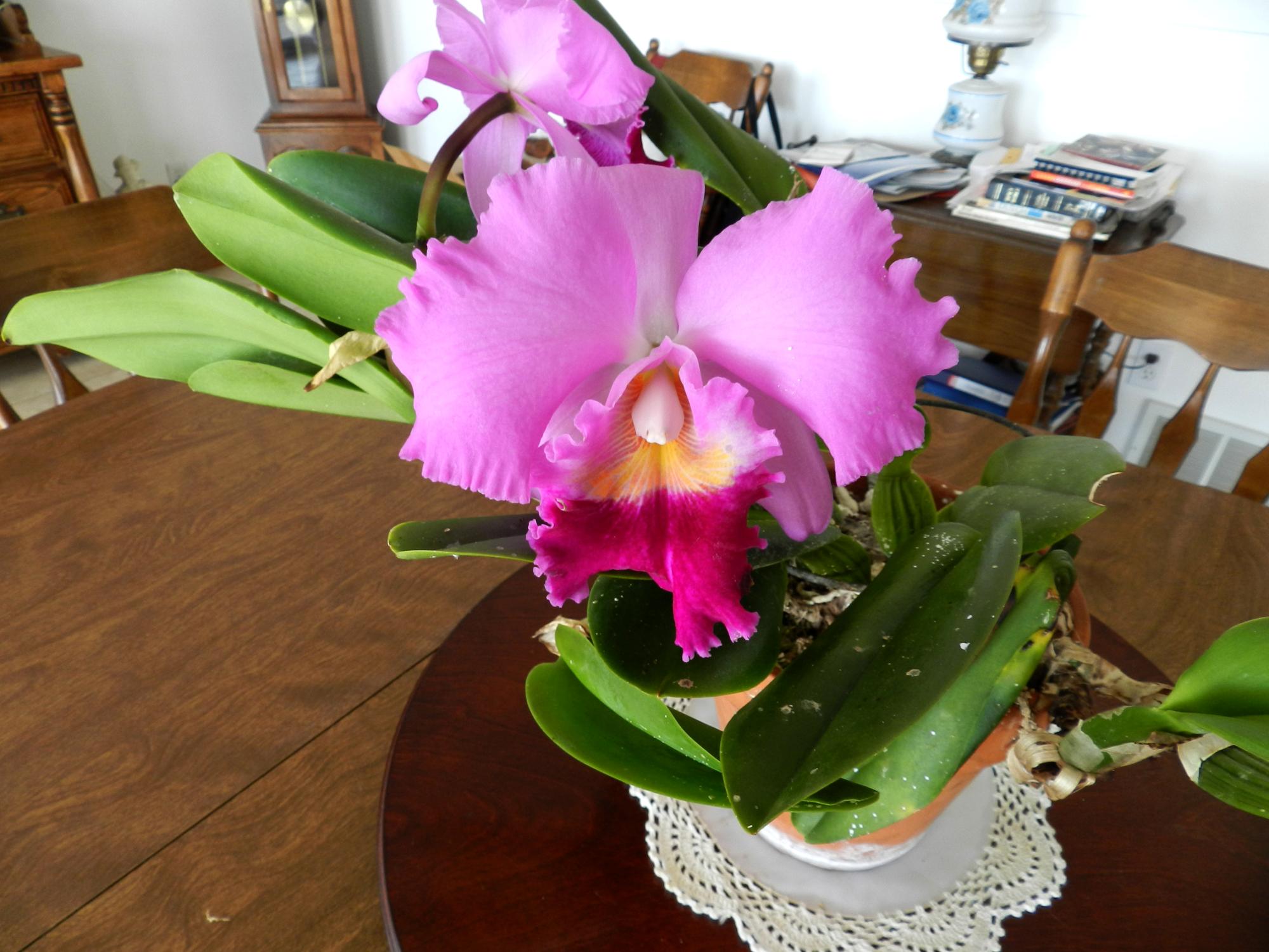 Flowers - Orchid Potinara Hyinsing Pink Doll