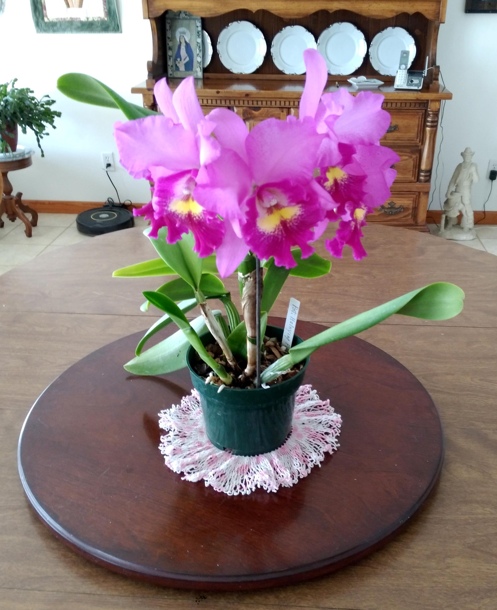 Flowers - Orchid Potinara Hyinsing Pink Doll