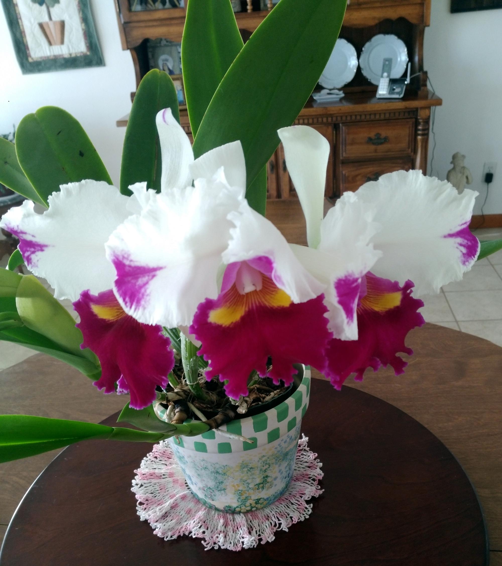 Flowers - Orchid BLC