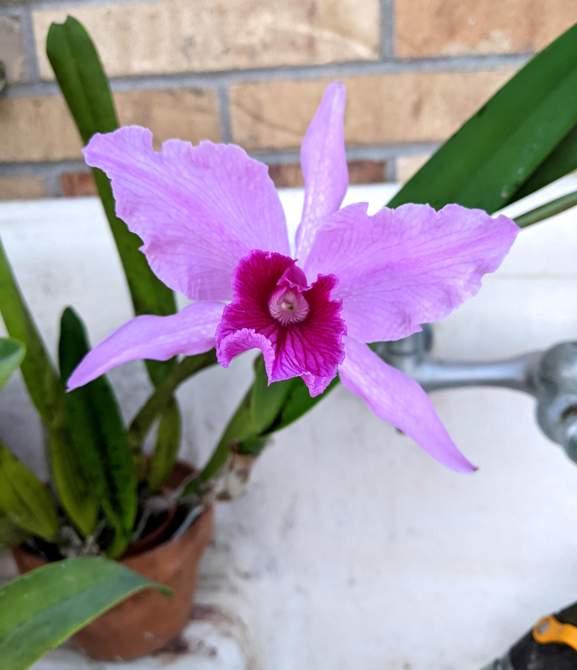 Flowers - Orchid #2