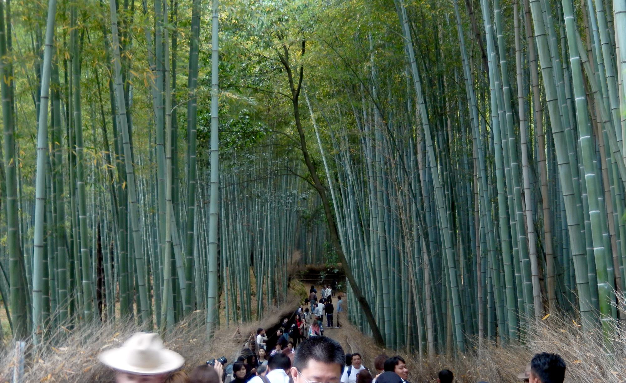 Kyoto Area - Bamboo Path #1