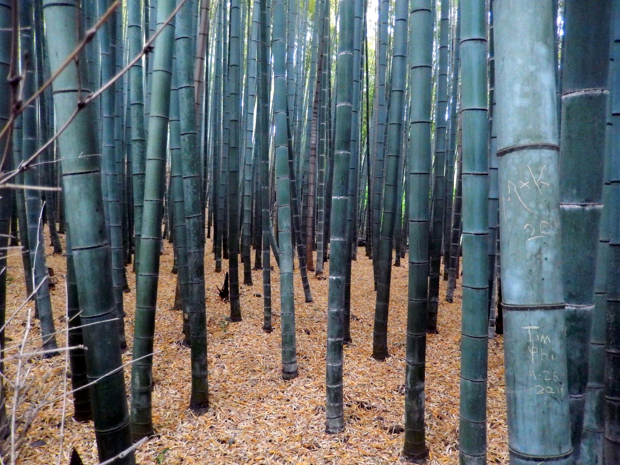 Kyoto Area - Bamboo Path #3