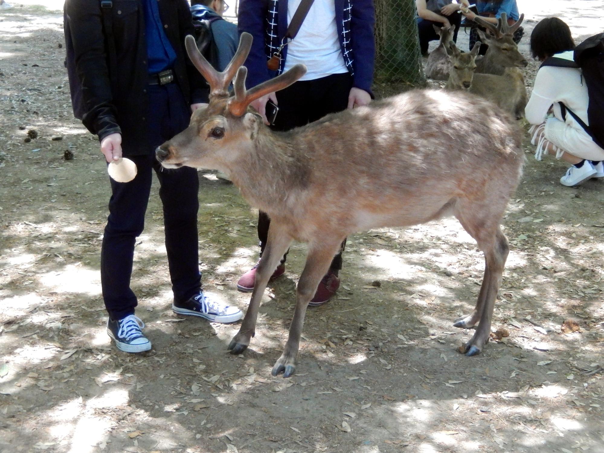 Kyoto Area - Nara Park Deer #1