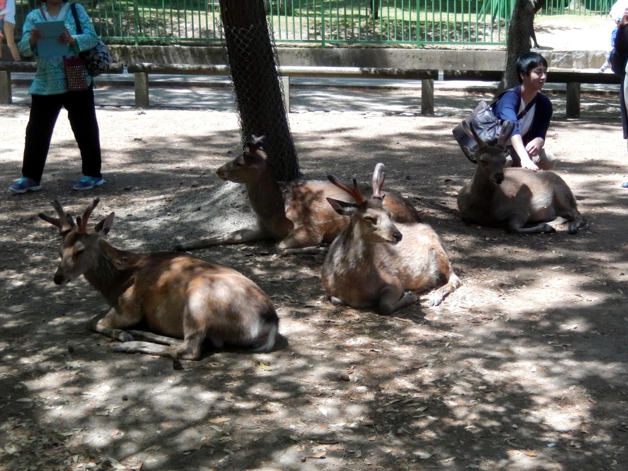Kyoto Area - Nara Park Deer #2