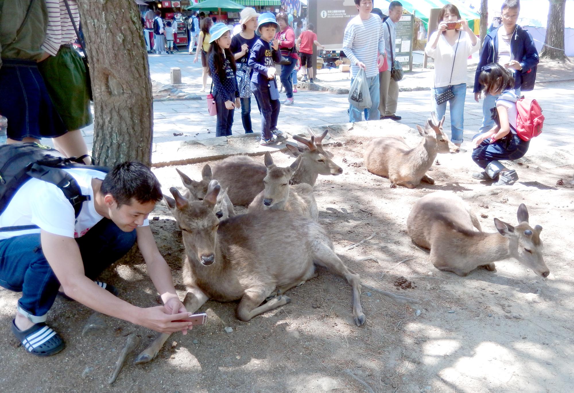 Kyoto Area - Nara Park Deer #3