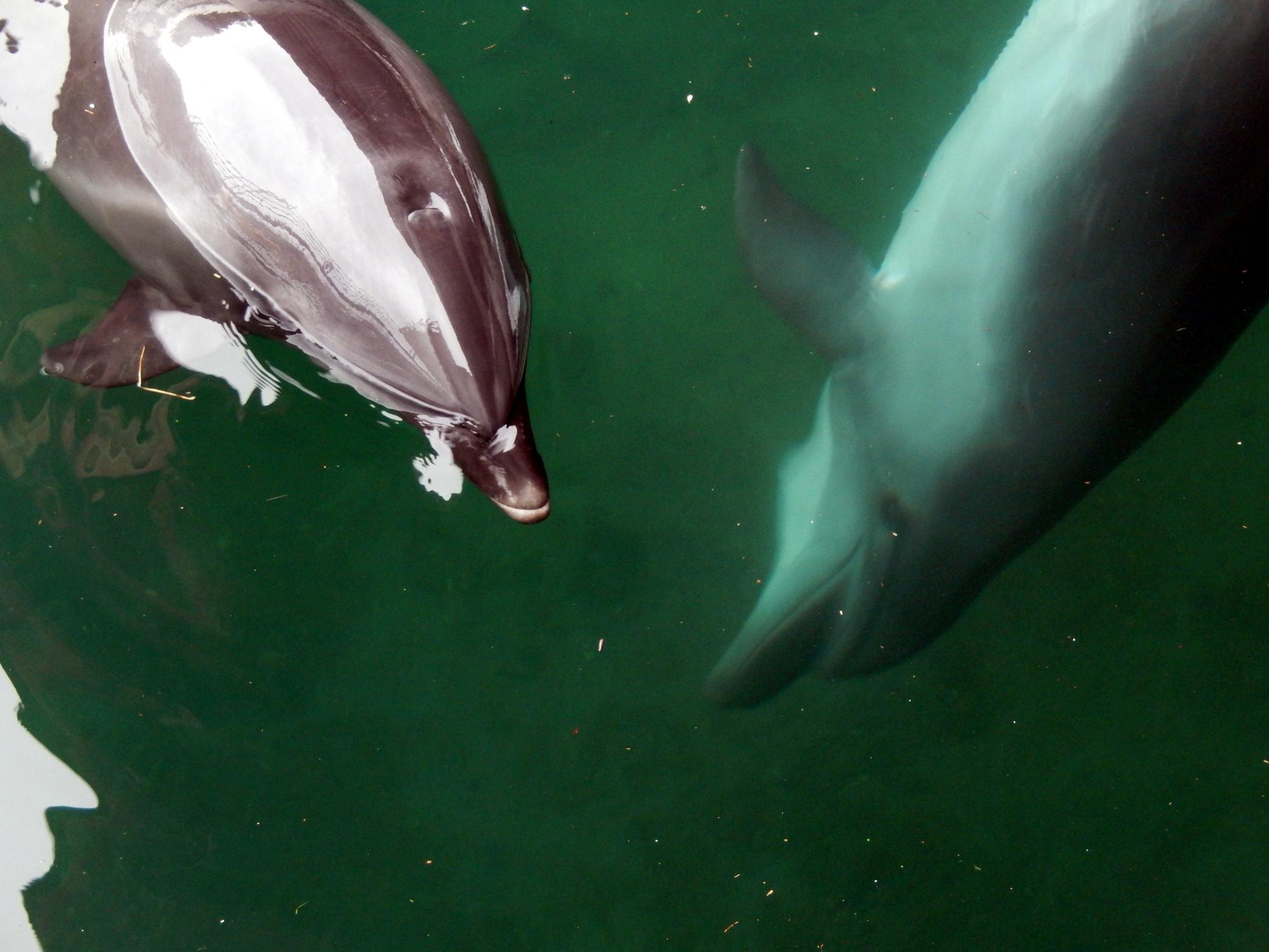 Numazu - Aqua Bottlenosed Dolphins