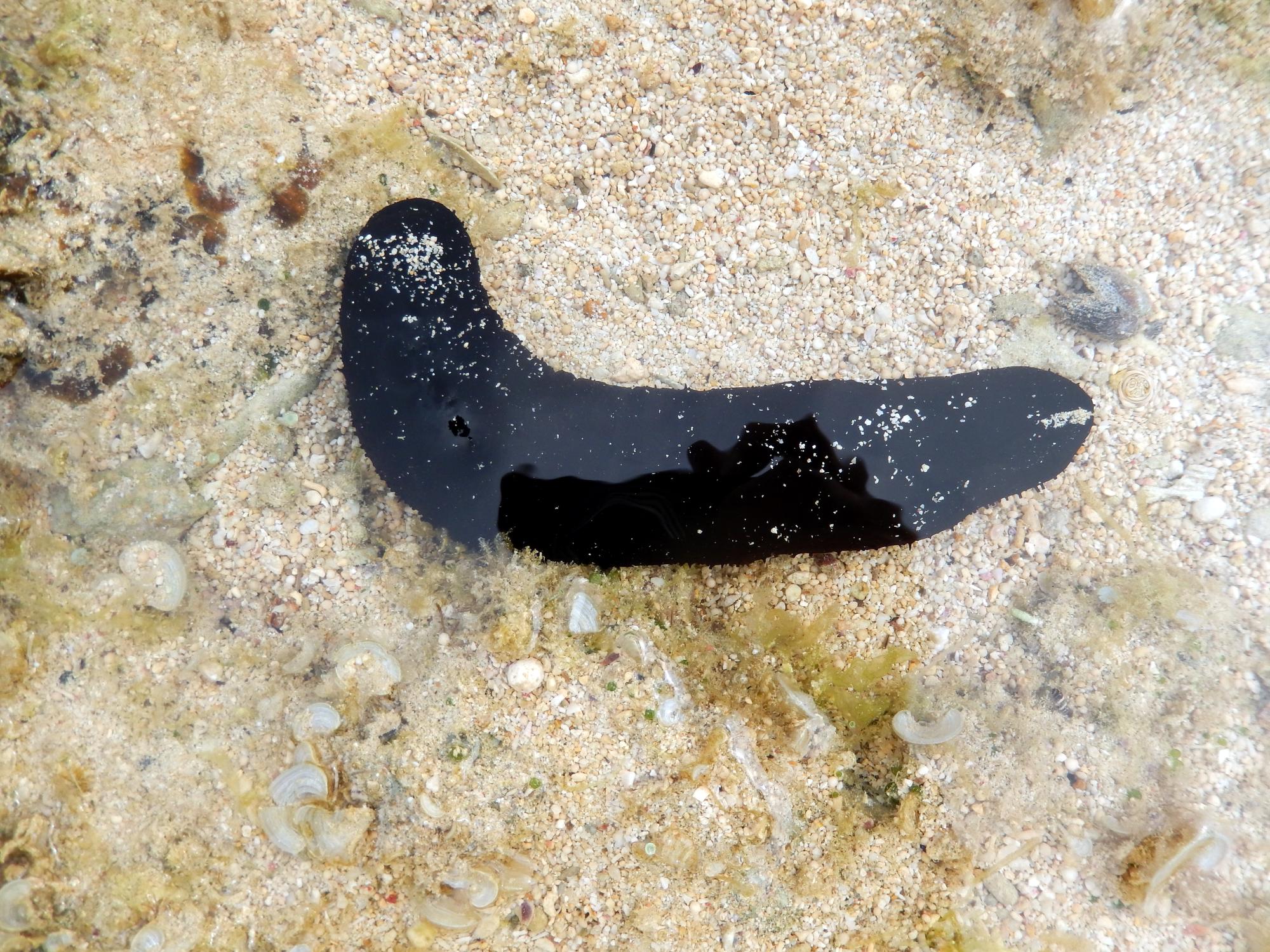 Okinawa - Slug #2