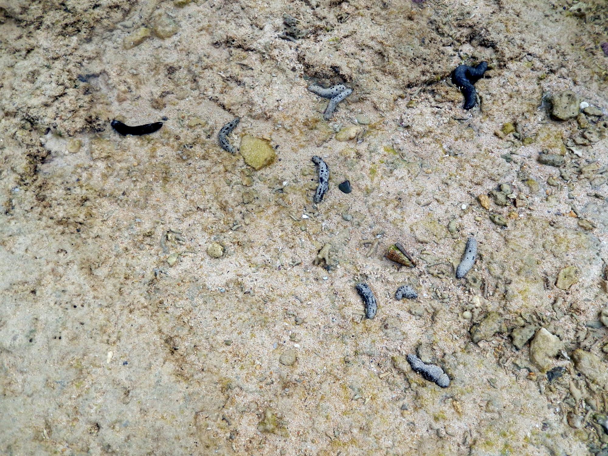 Okinawa - Slugs