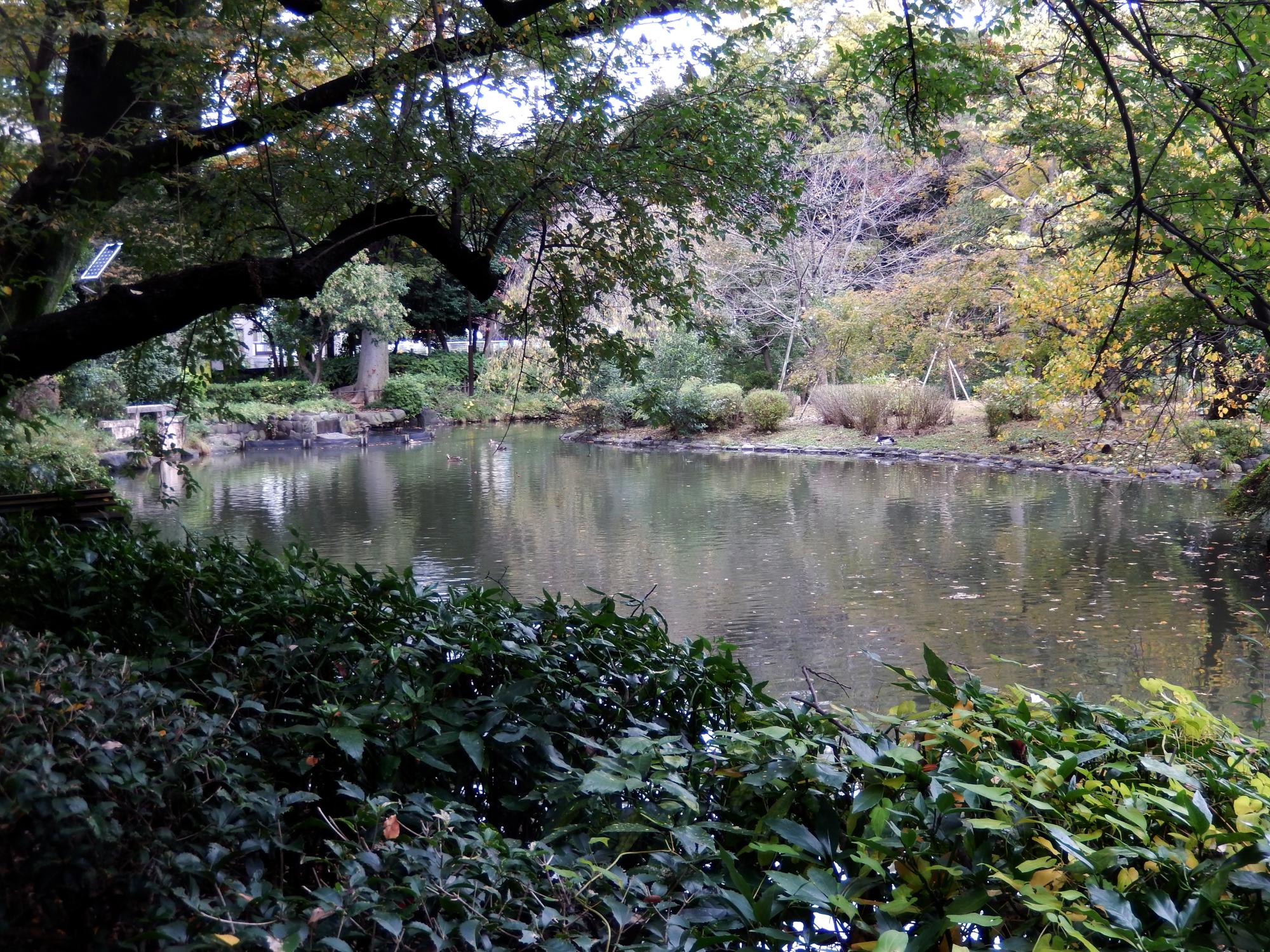 Tokyo (2015) - Arisugawa Park Pond #1