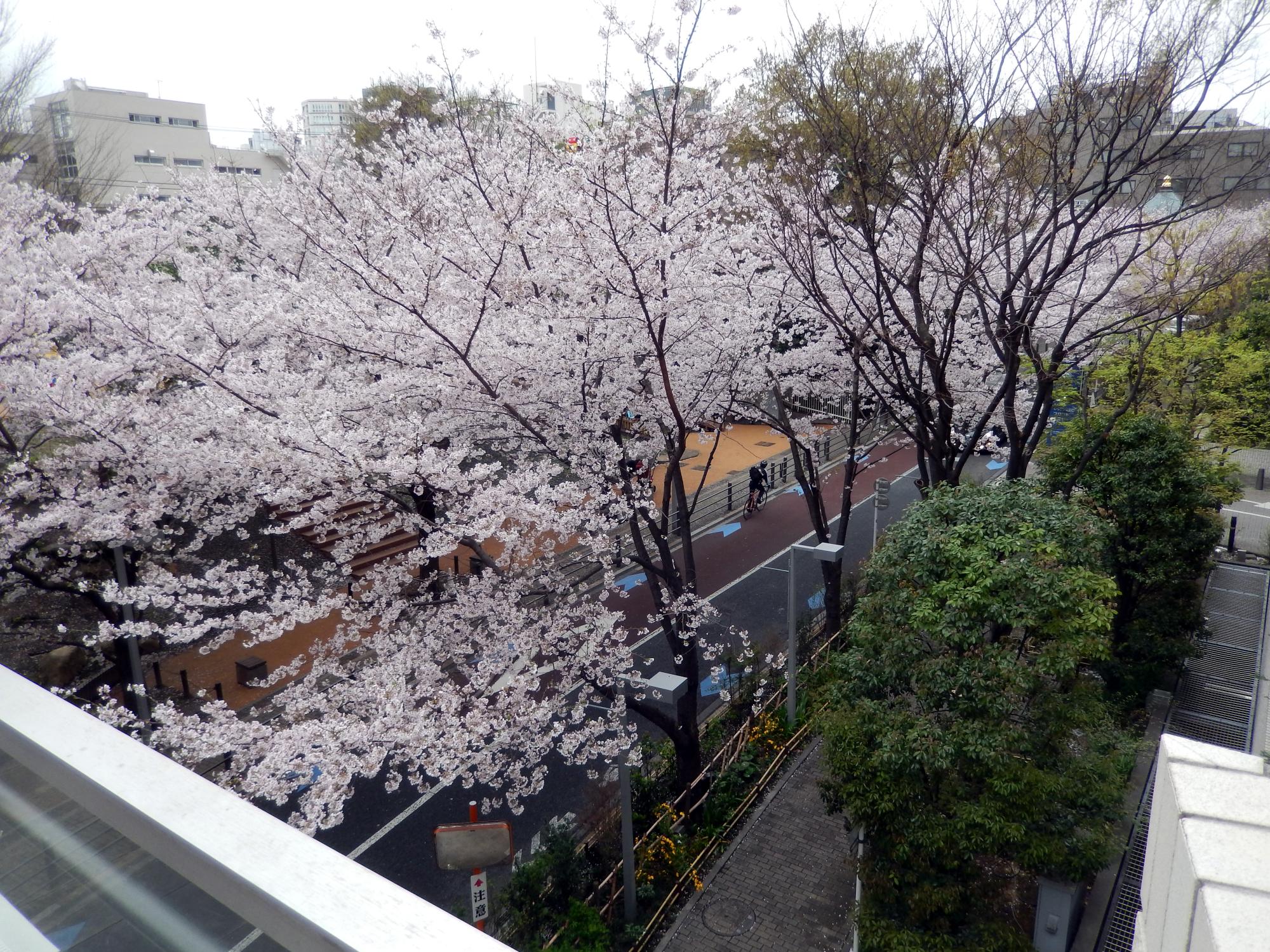 Tokyo (2016) - Cherry Blossoms #1