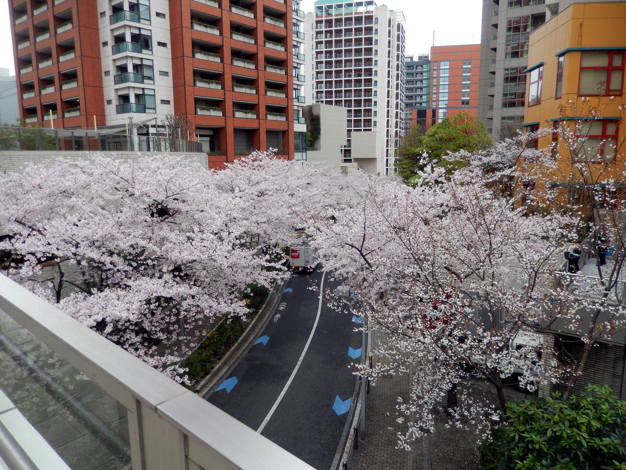 Tokyo (2016) - Cherry Blossoms #3