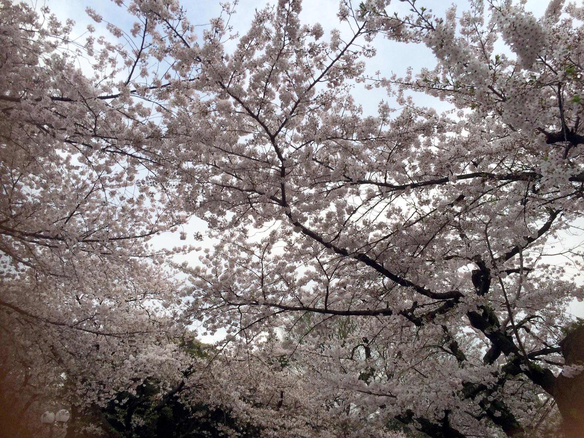 Tokyo (2016) - Cherry Blossoms #2