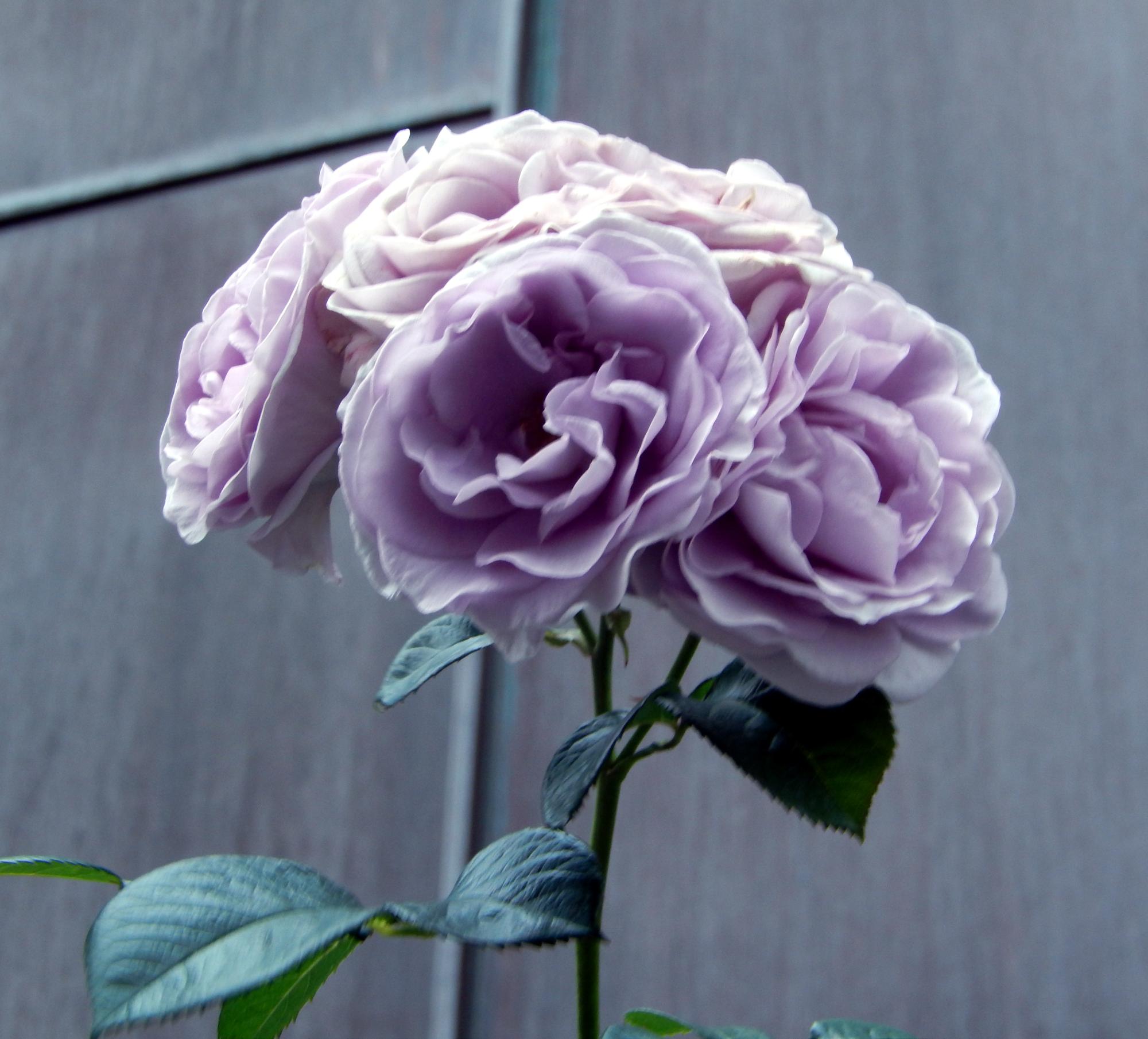 Tokyo (2016) - Violet Roses