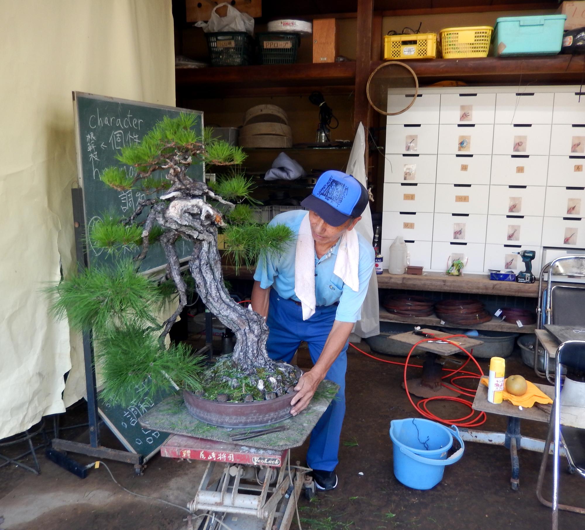 Tokyo (2016) - Bonsai Maintenance