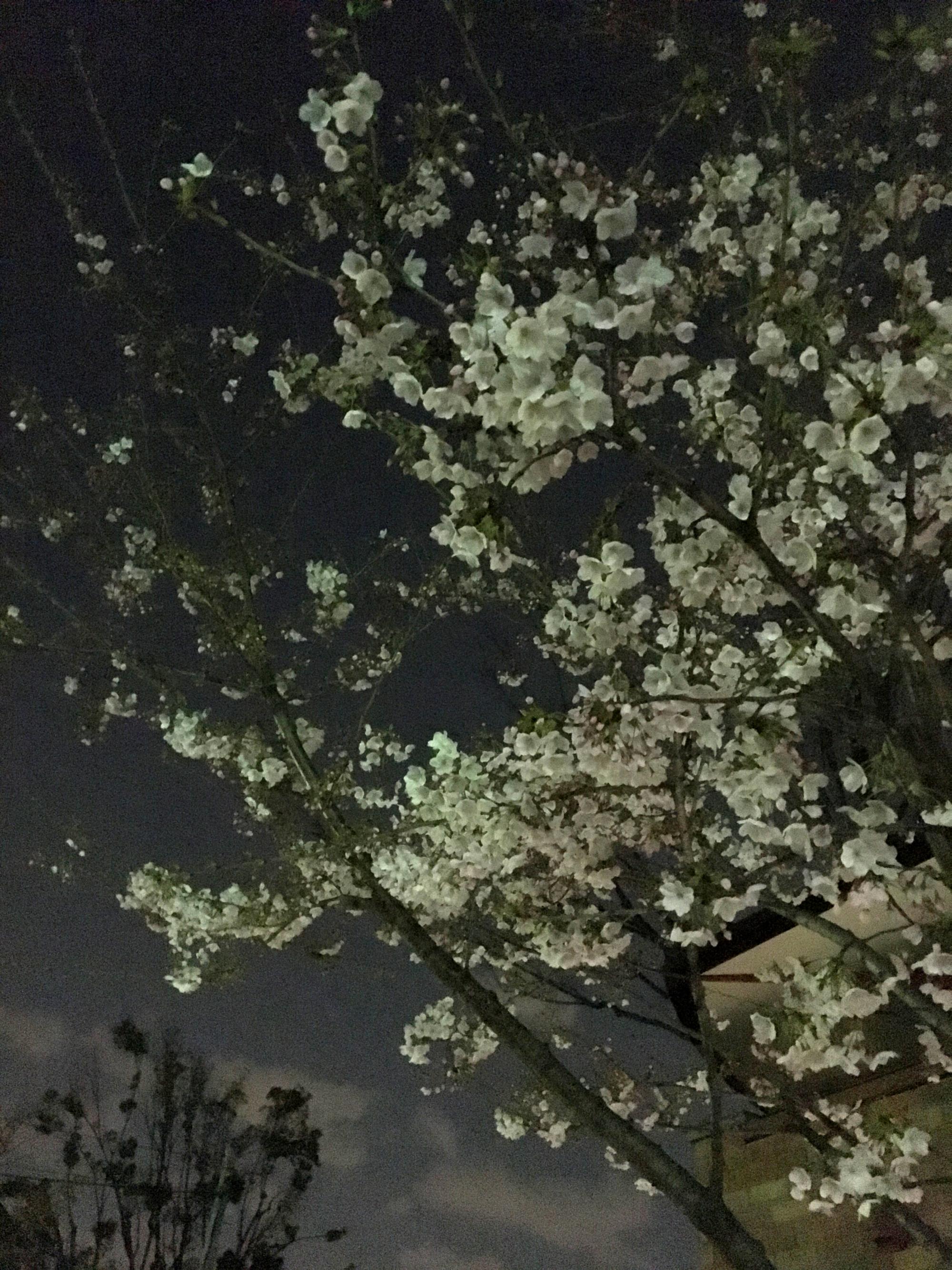 Tokyo (2017) - Night Blossoms