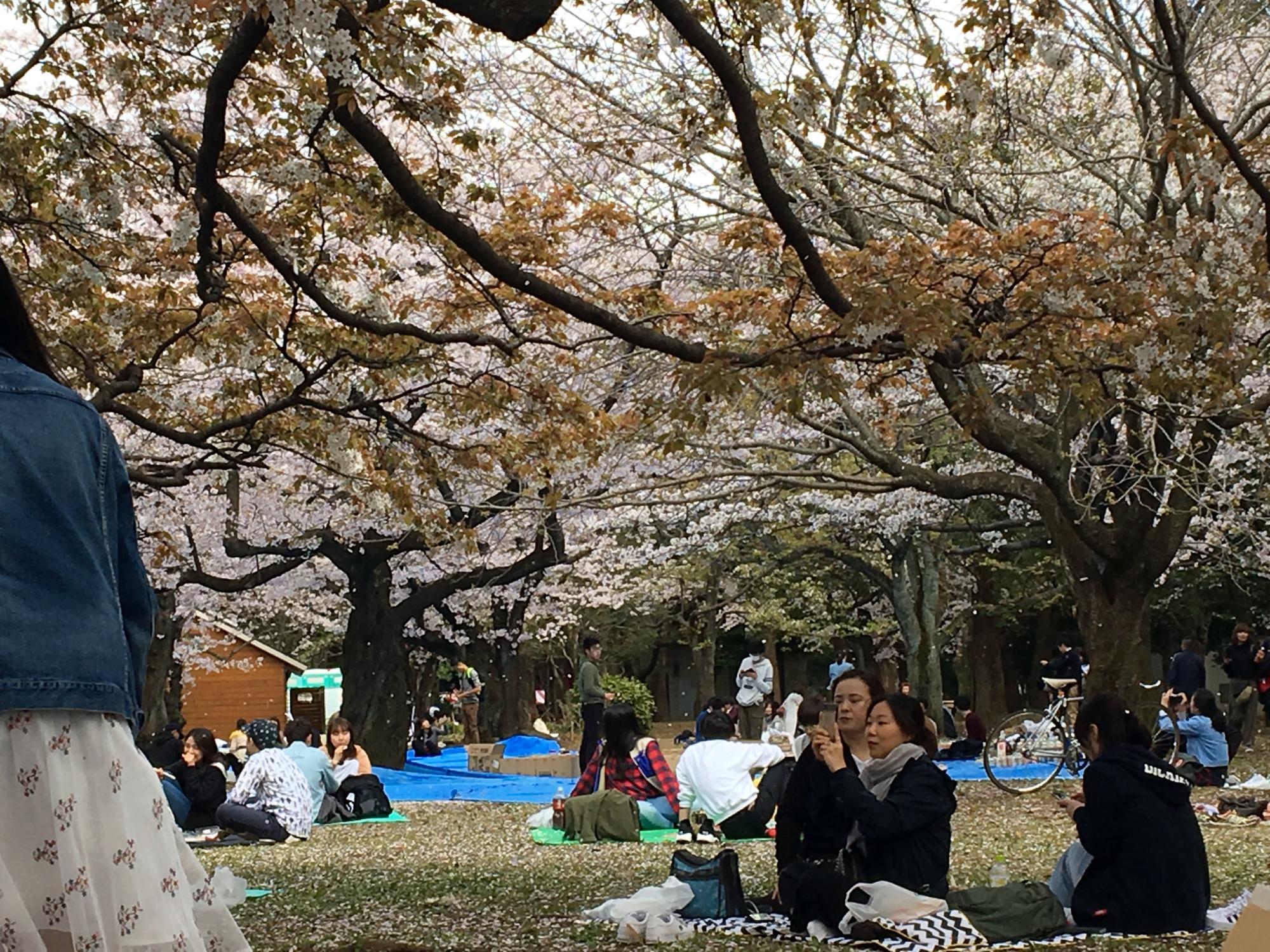 Tokyo (2017) - Cherry Blossoms #2