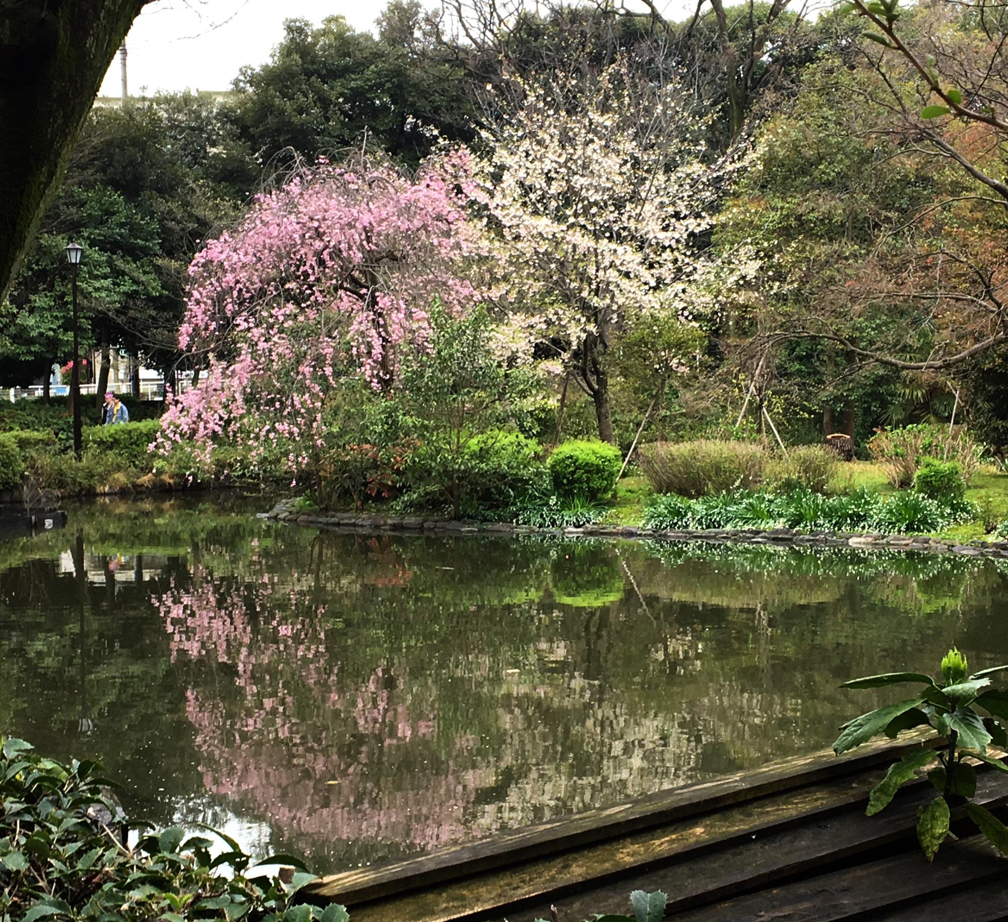 Tokyo (2017) - Cherry Blossoms