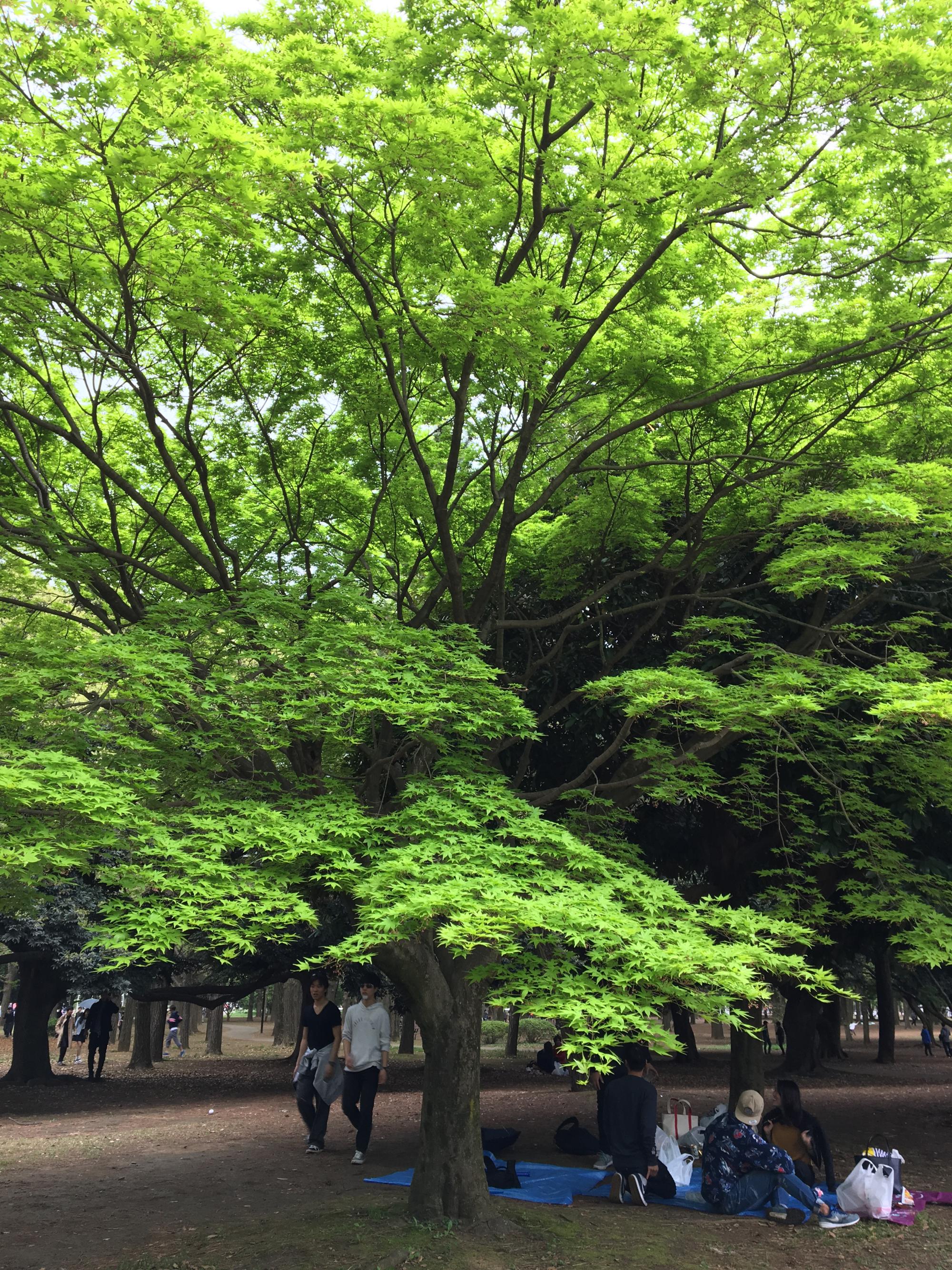 Tokyo (2017) - Green Leaves