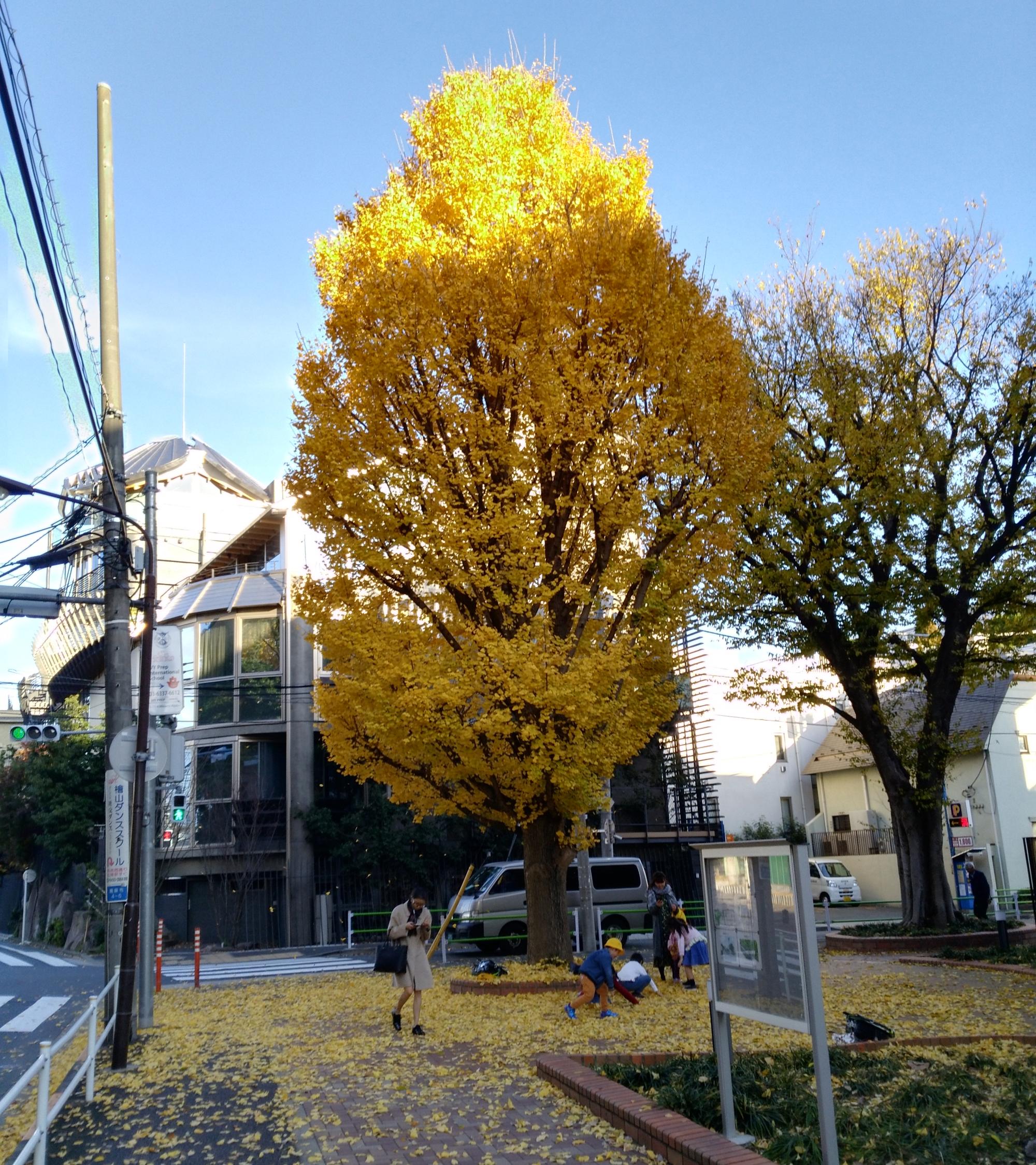 Tokyo (2017) - Yellow Leaves