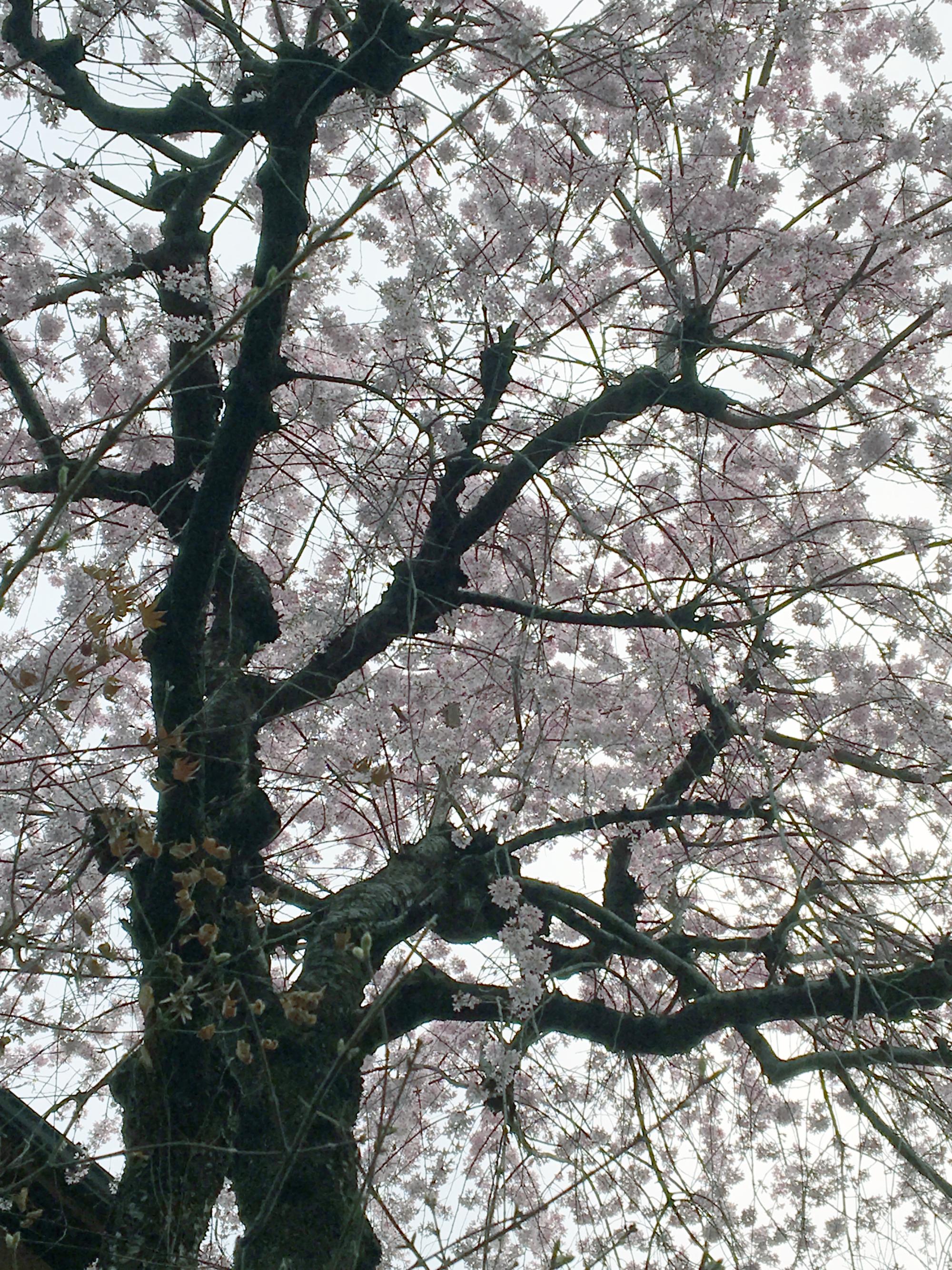 Tokyo (2018) - Cherry Blossoms #2