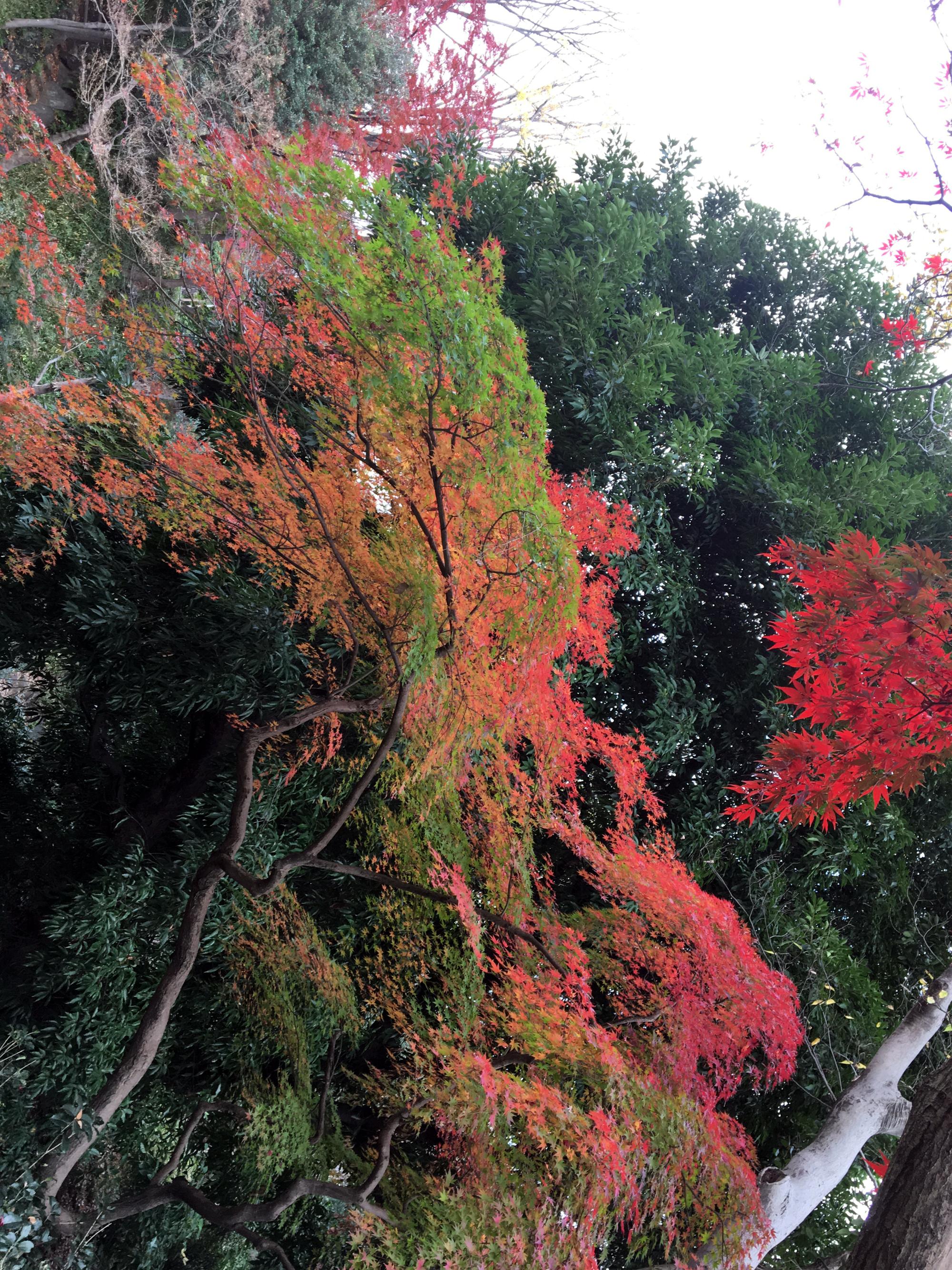 Tokyo (2018) - Autumn Leaves
