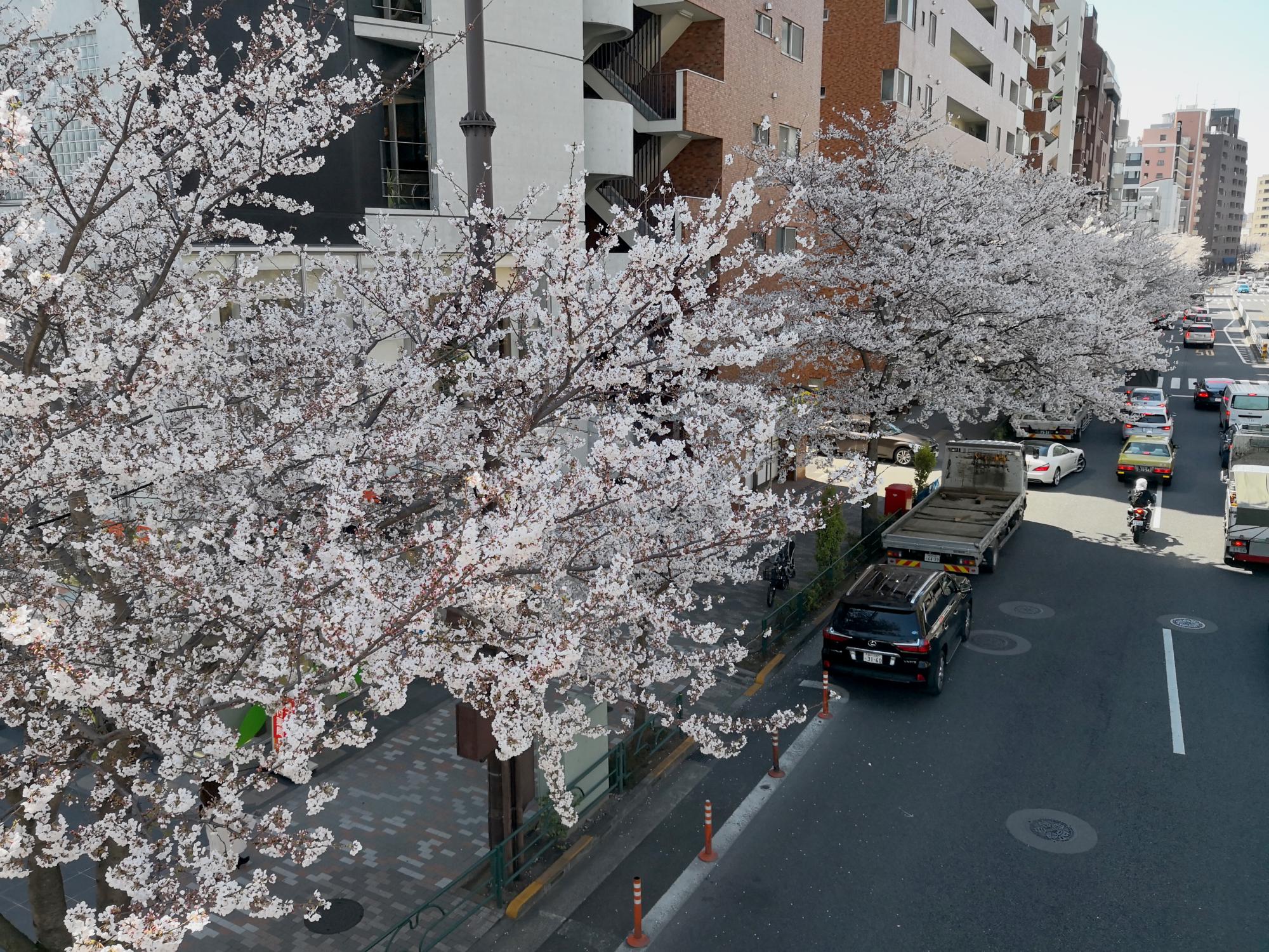 Tokyo (2019) - Cherry Blossoms