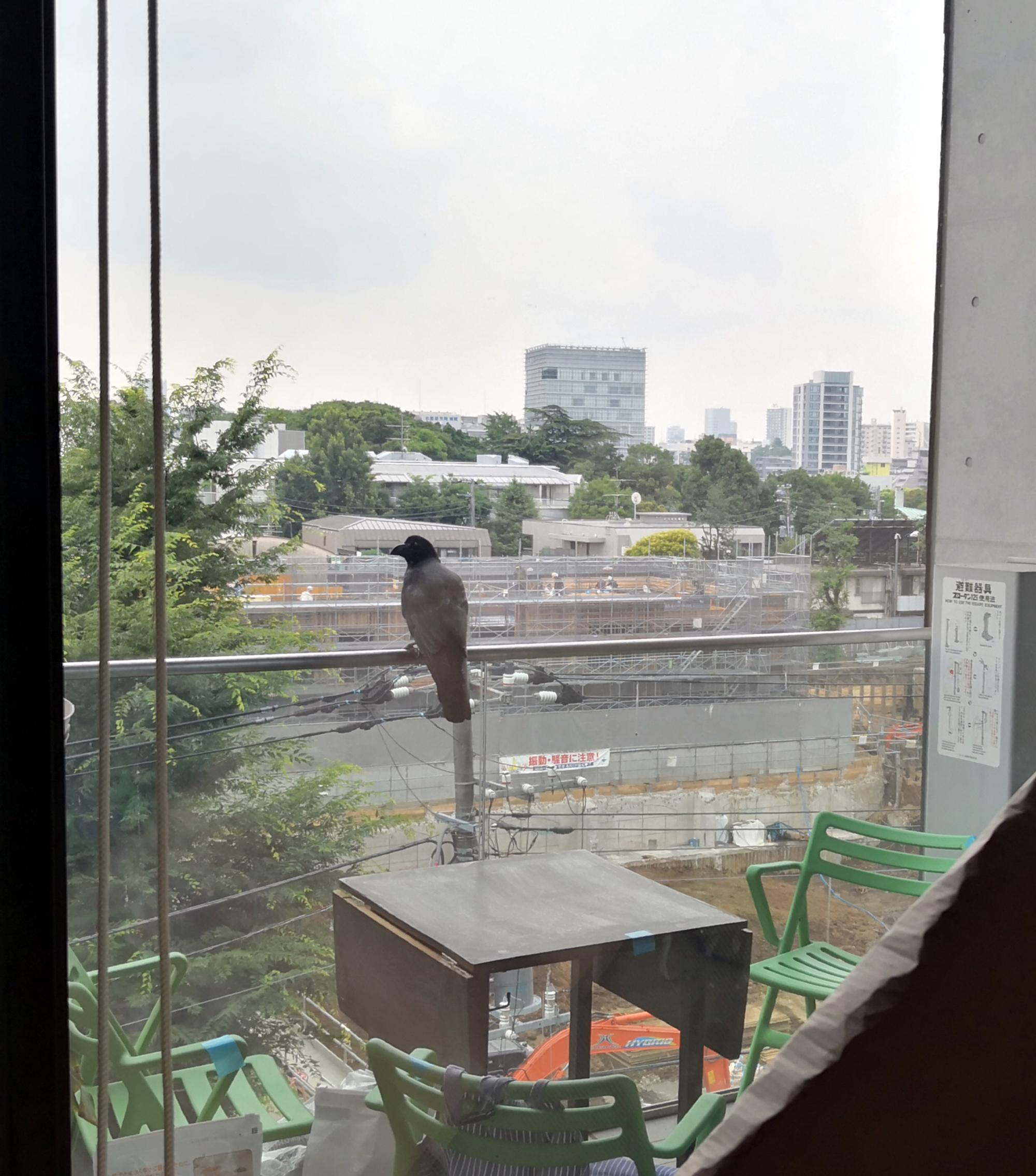 Tokyo (2019) - Raven