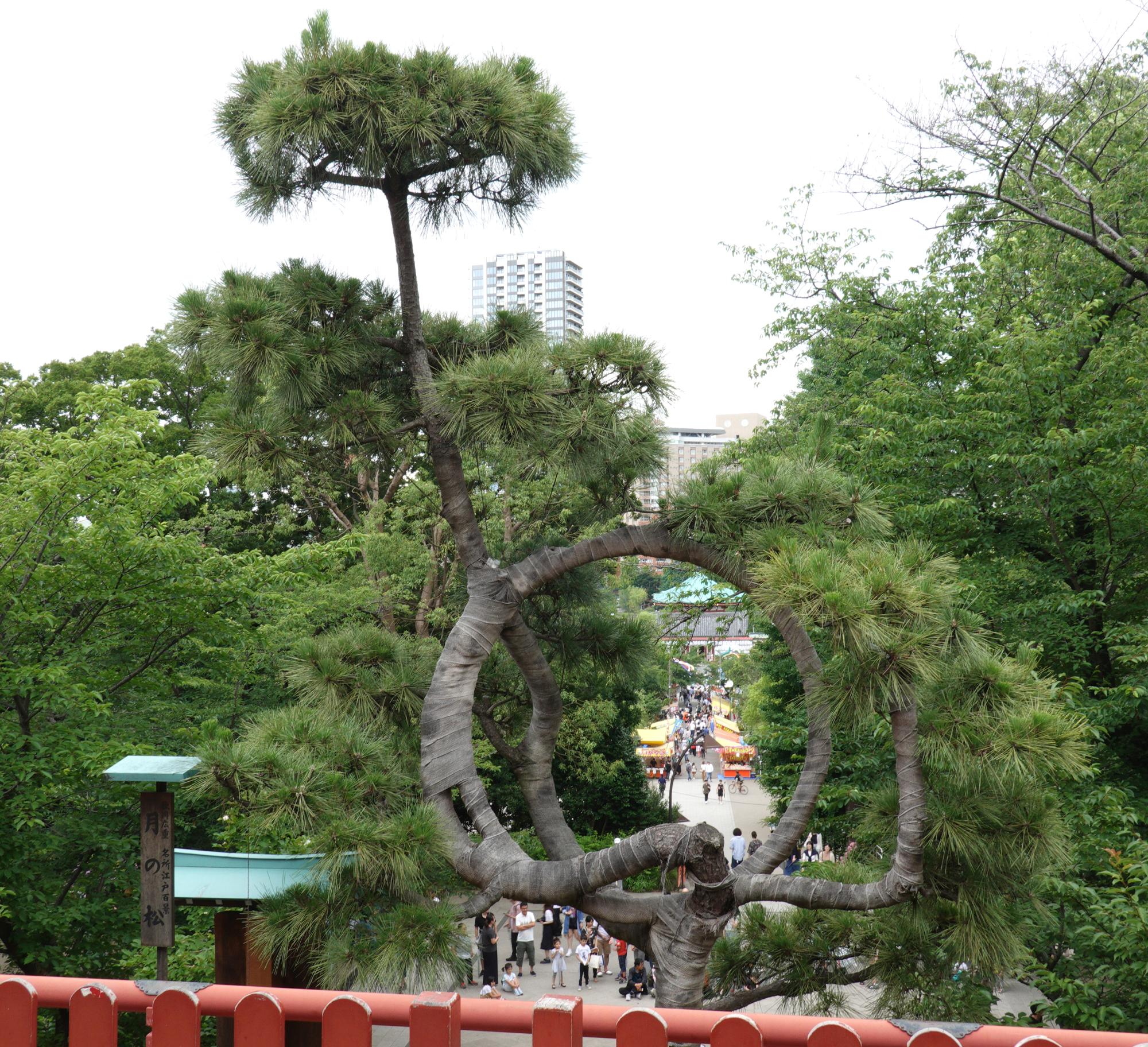 Tokyo (2019) - Tree Sculpture